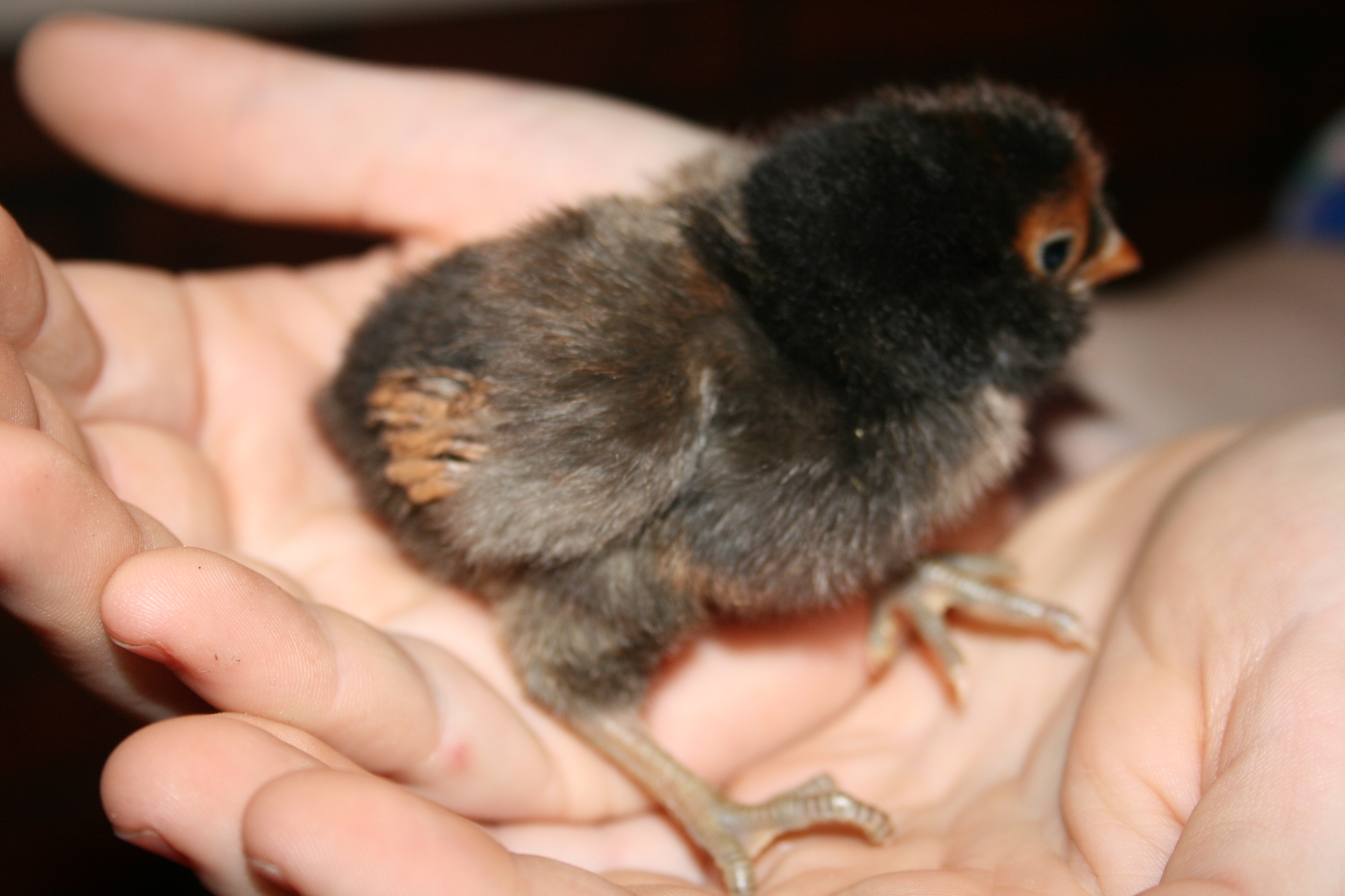 Bantam