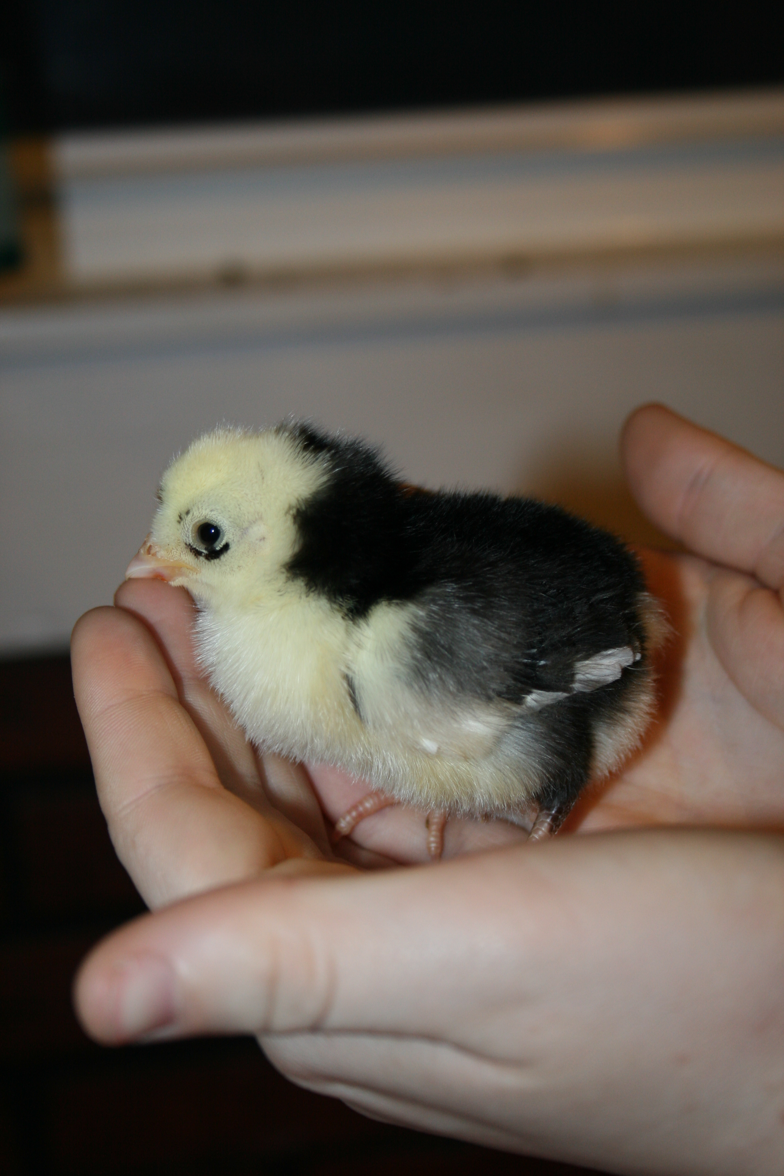 Bantam