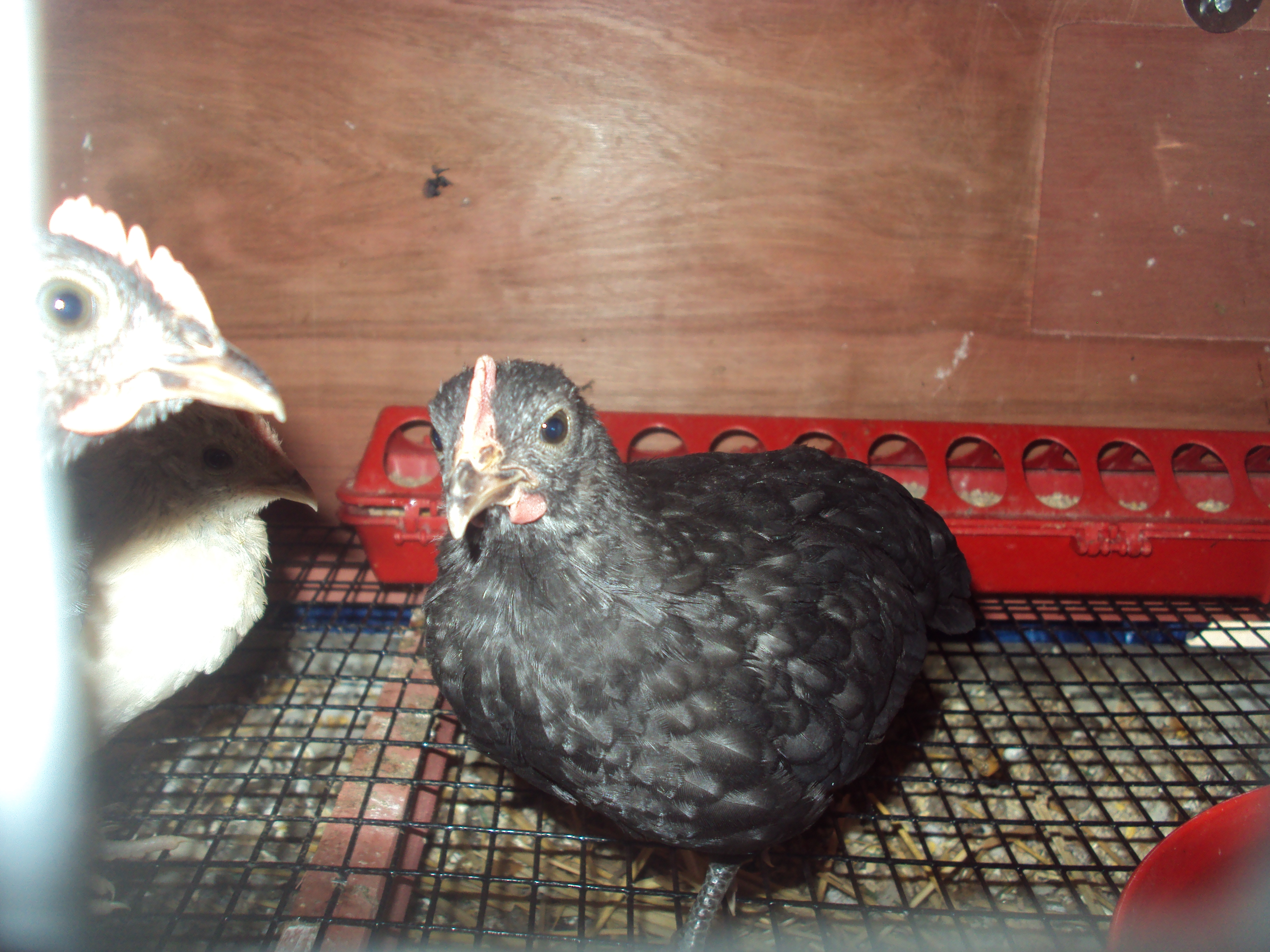 Bantam