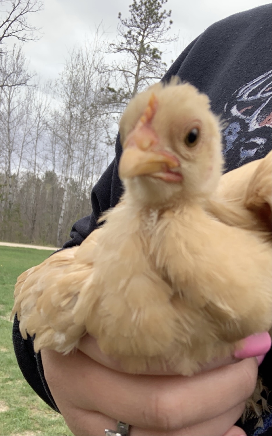 Bantam