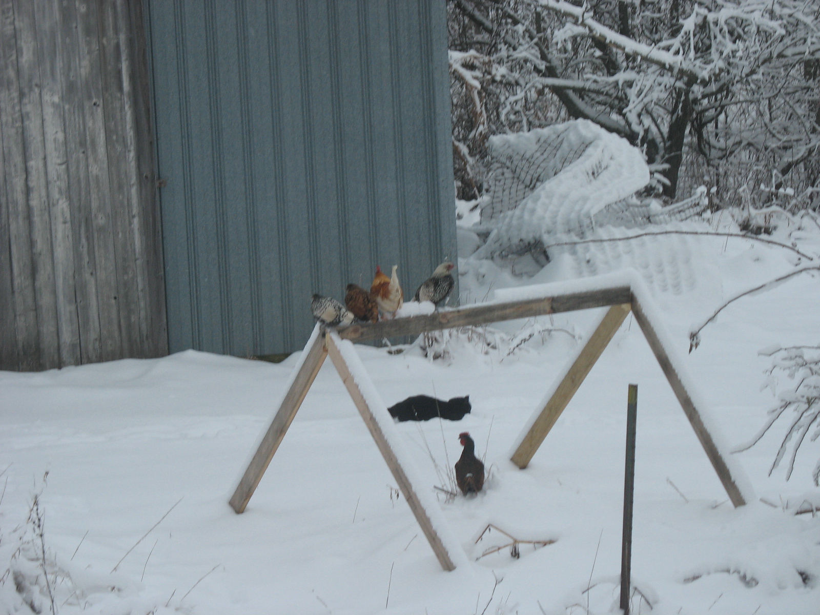 bantams in the snow