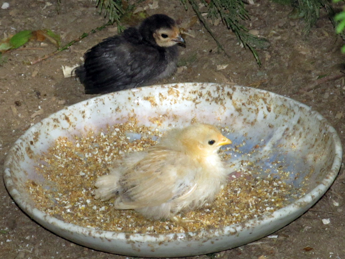 Bantams!