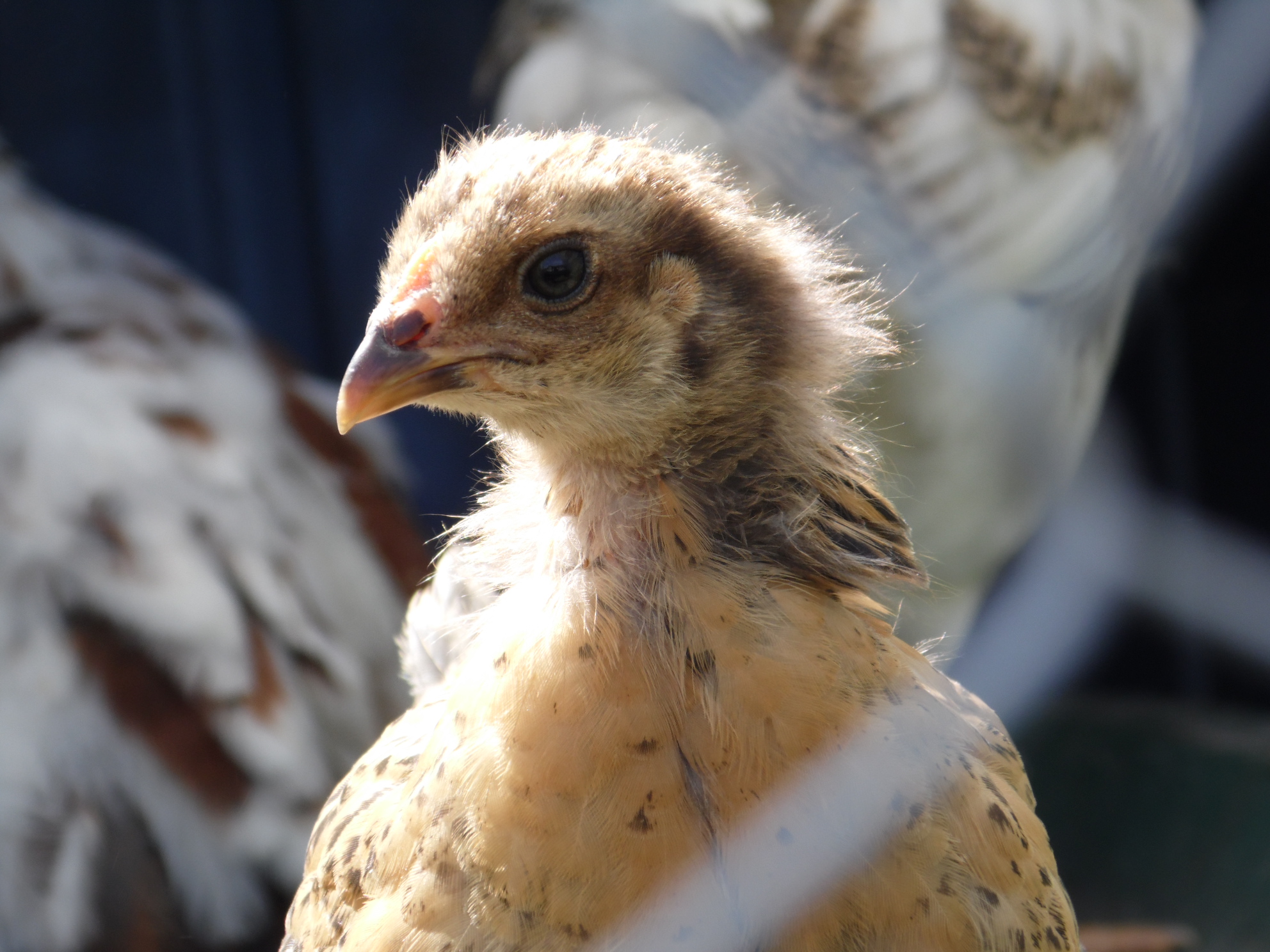 Bantem Cochin/ Americauna