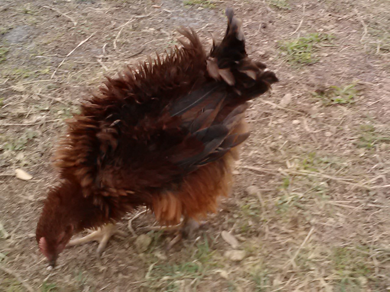 Banton Frizzel Cochen rooster + Rhode Island Red