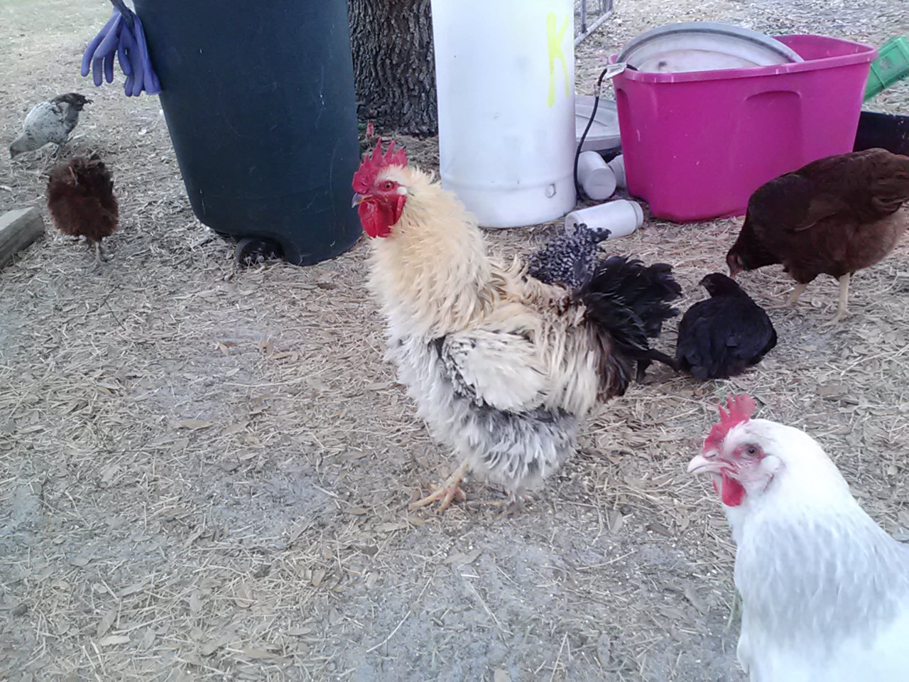 Banton Frizzel Cochen