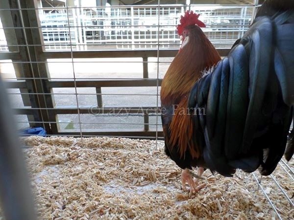 Banty Brown Leghorn @ MS State Poultry Show