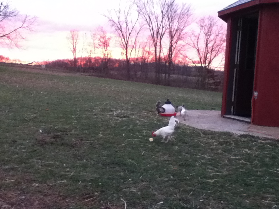 Banty Chickens with Fried the Rooster in front