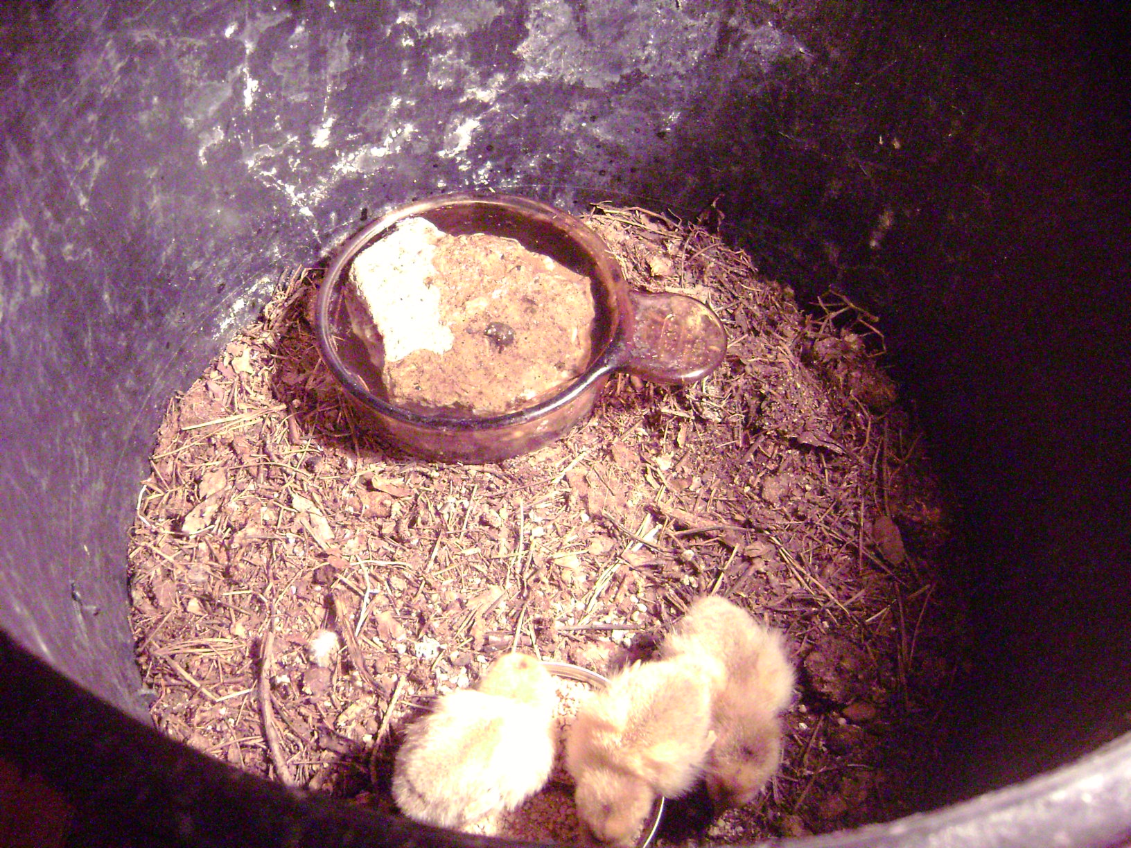 banty d'uccle chicks