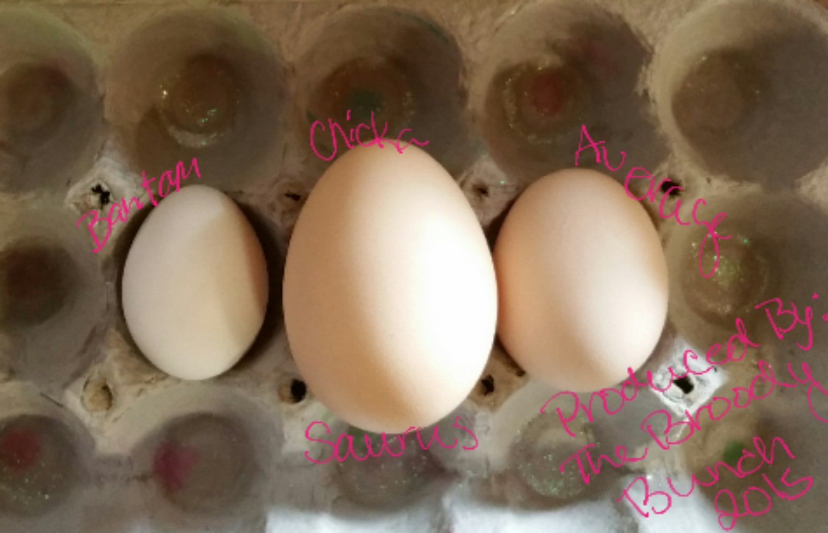 Banty egg left, Belt Hatchery "Jungle fowl" middle (she has odd eggs and produces a lot of