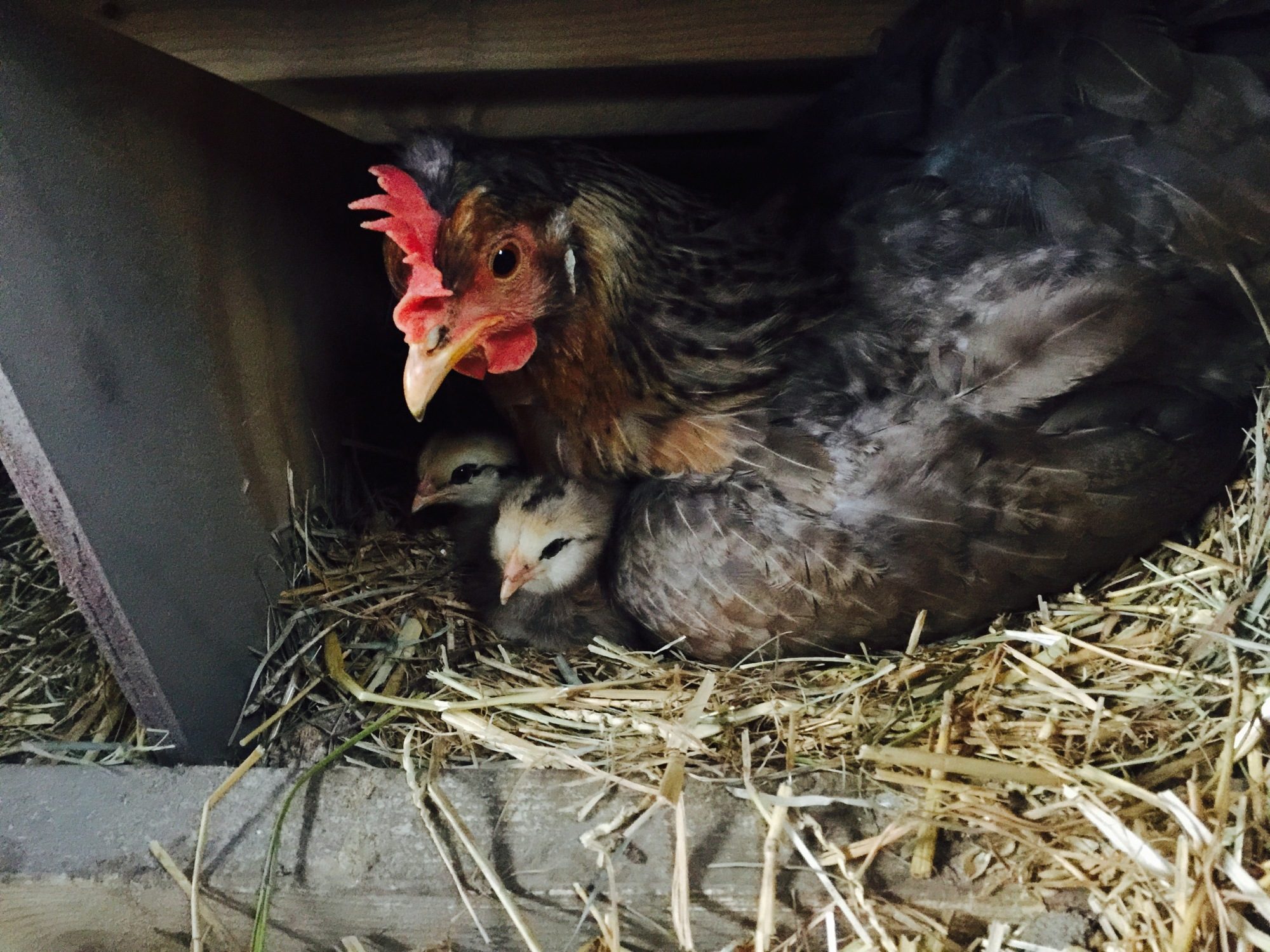 Barba (Cream Legbar) with her day-old EE chicks, Kukumatz and Quetzalcoatl
