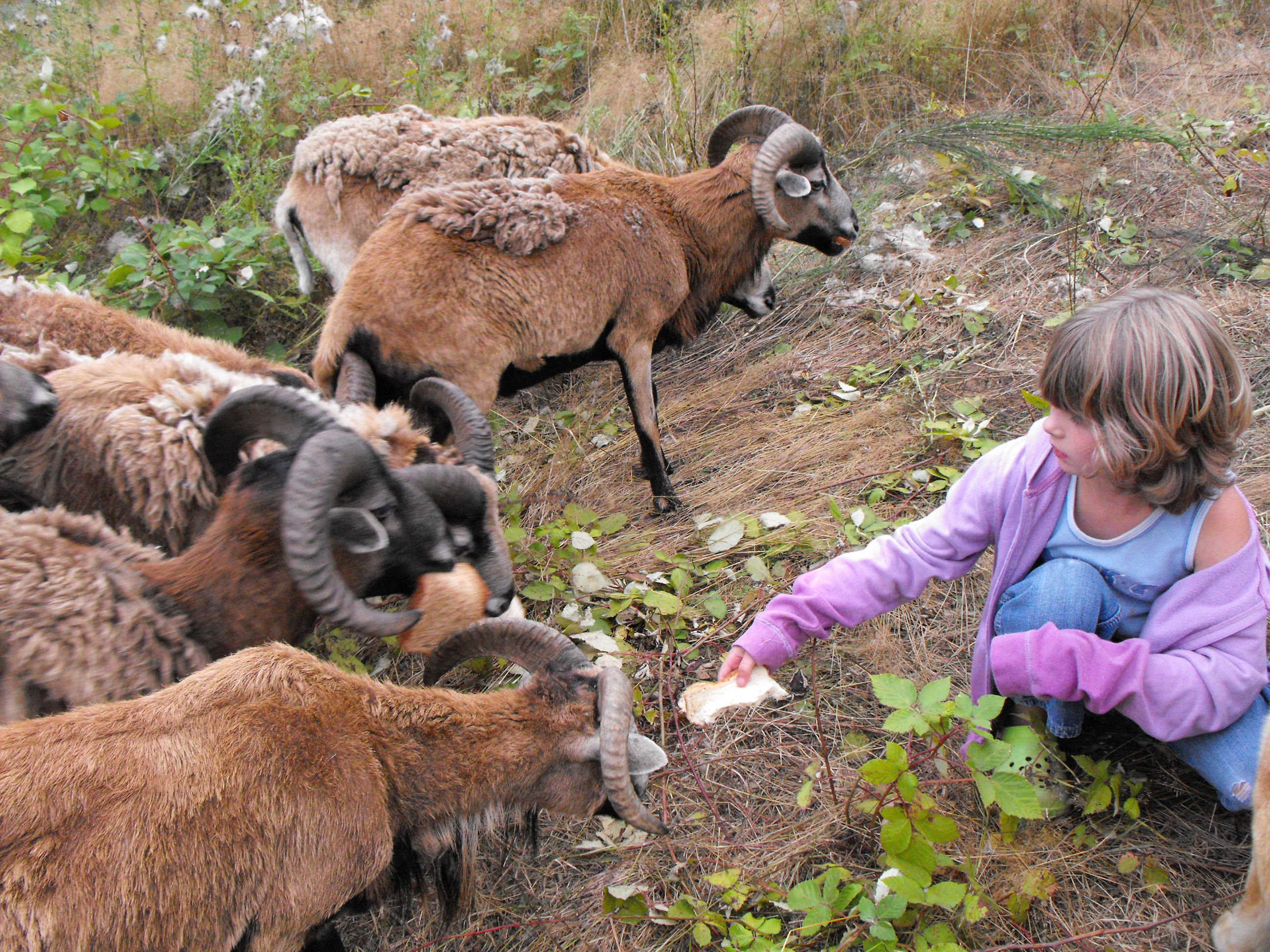 Barbados rams