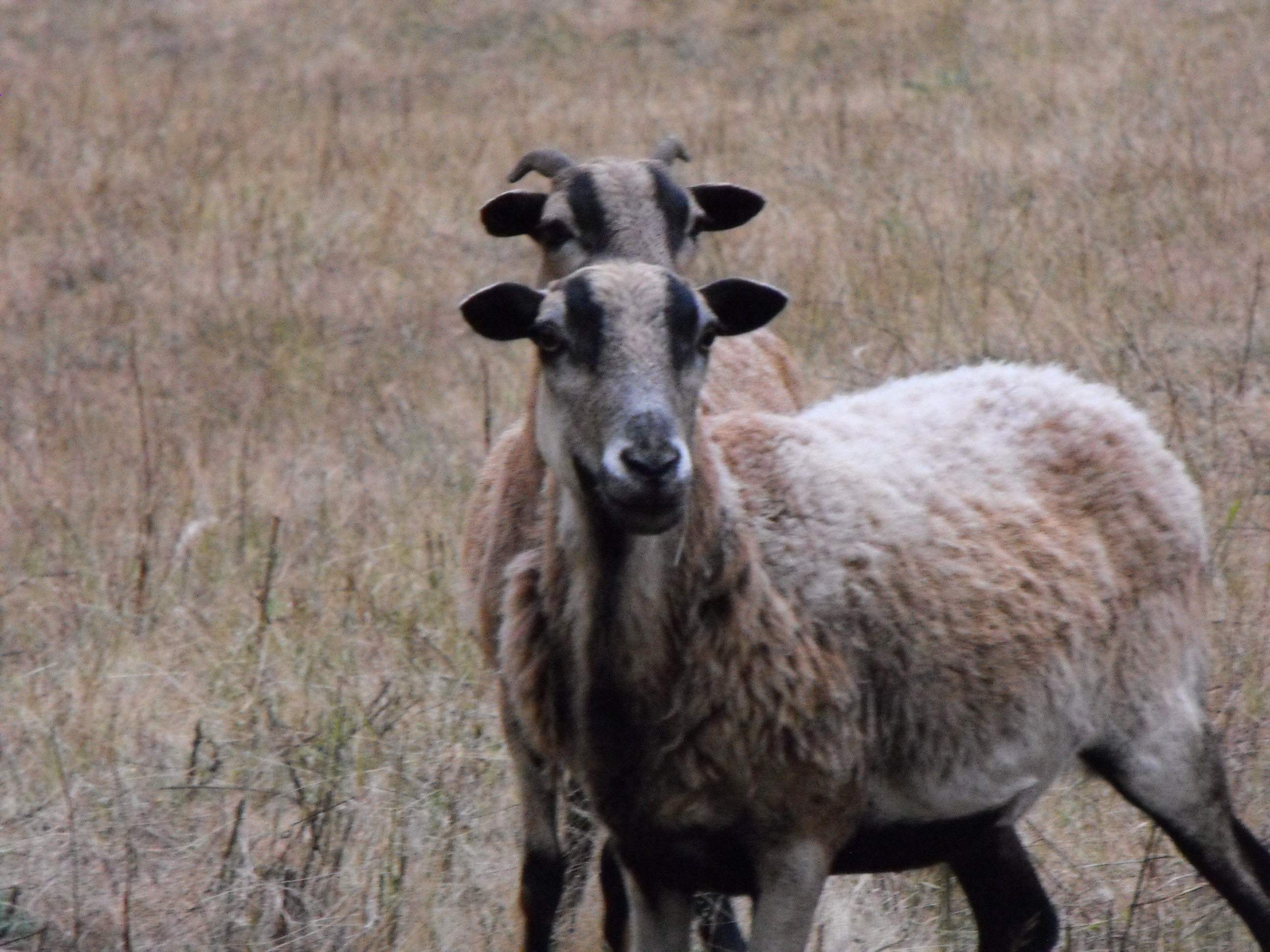 Barbados Sheep ewes
