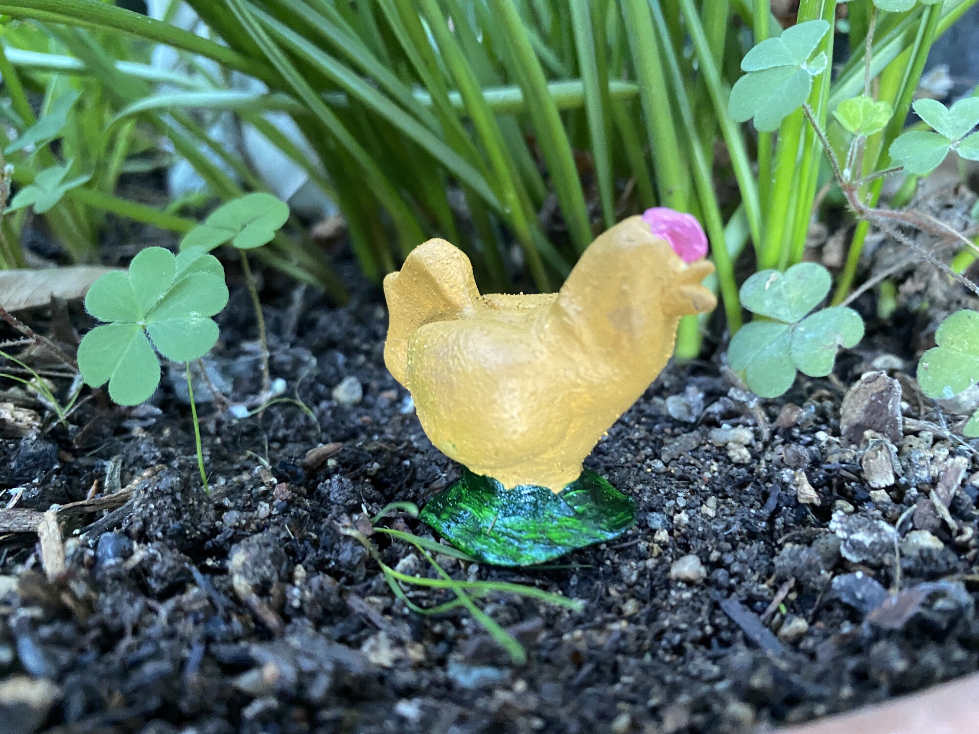 Barbie, a buff Orpington pullet.