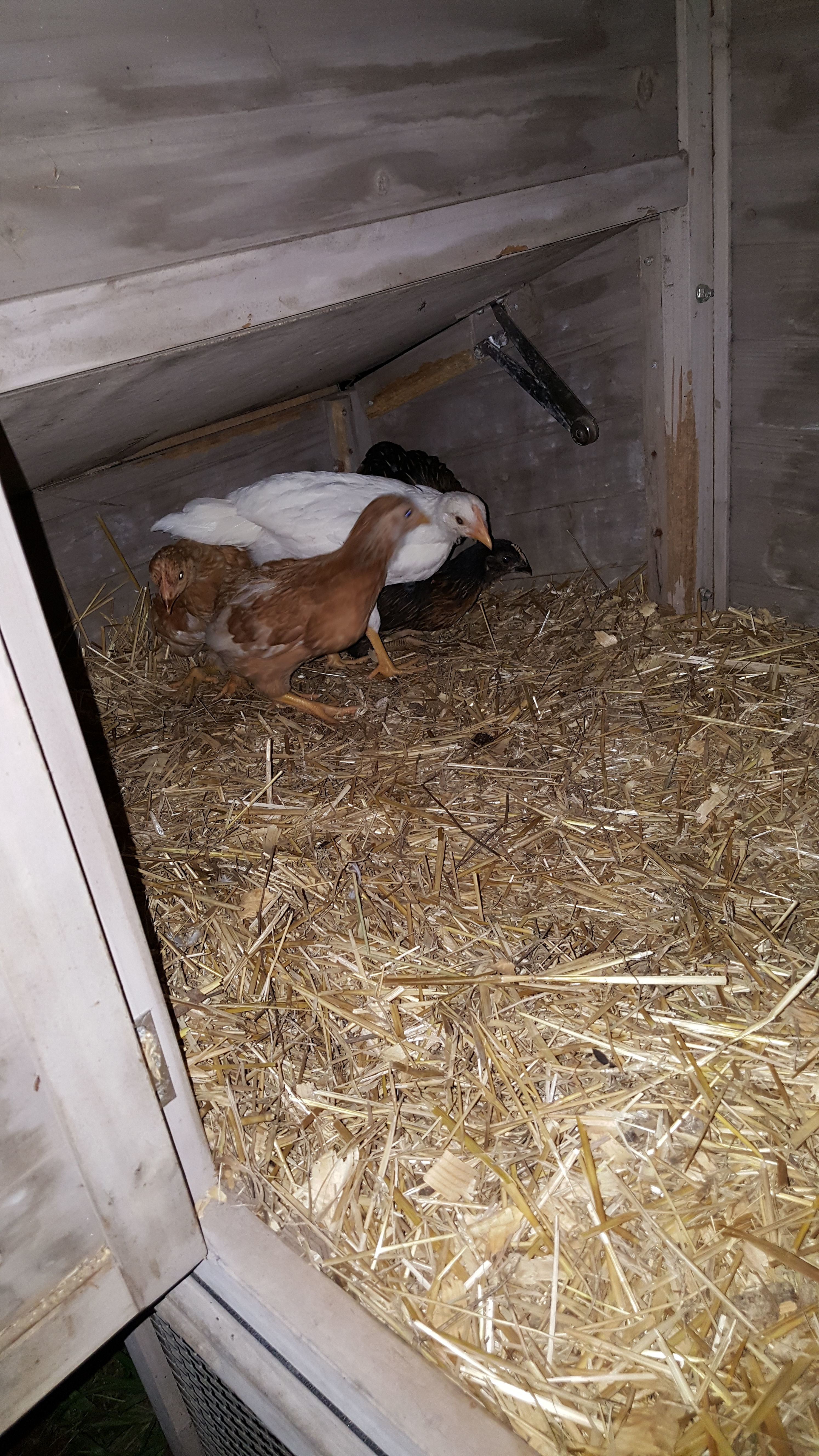 Barbra, along with a few of her sisters (Zayne's flock), snuggling up for their first night in the big-kid coop. Roughly 3 weeks old here, i'd say.