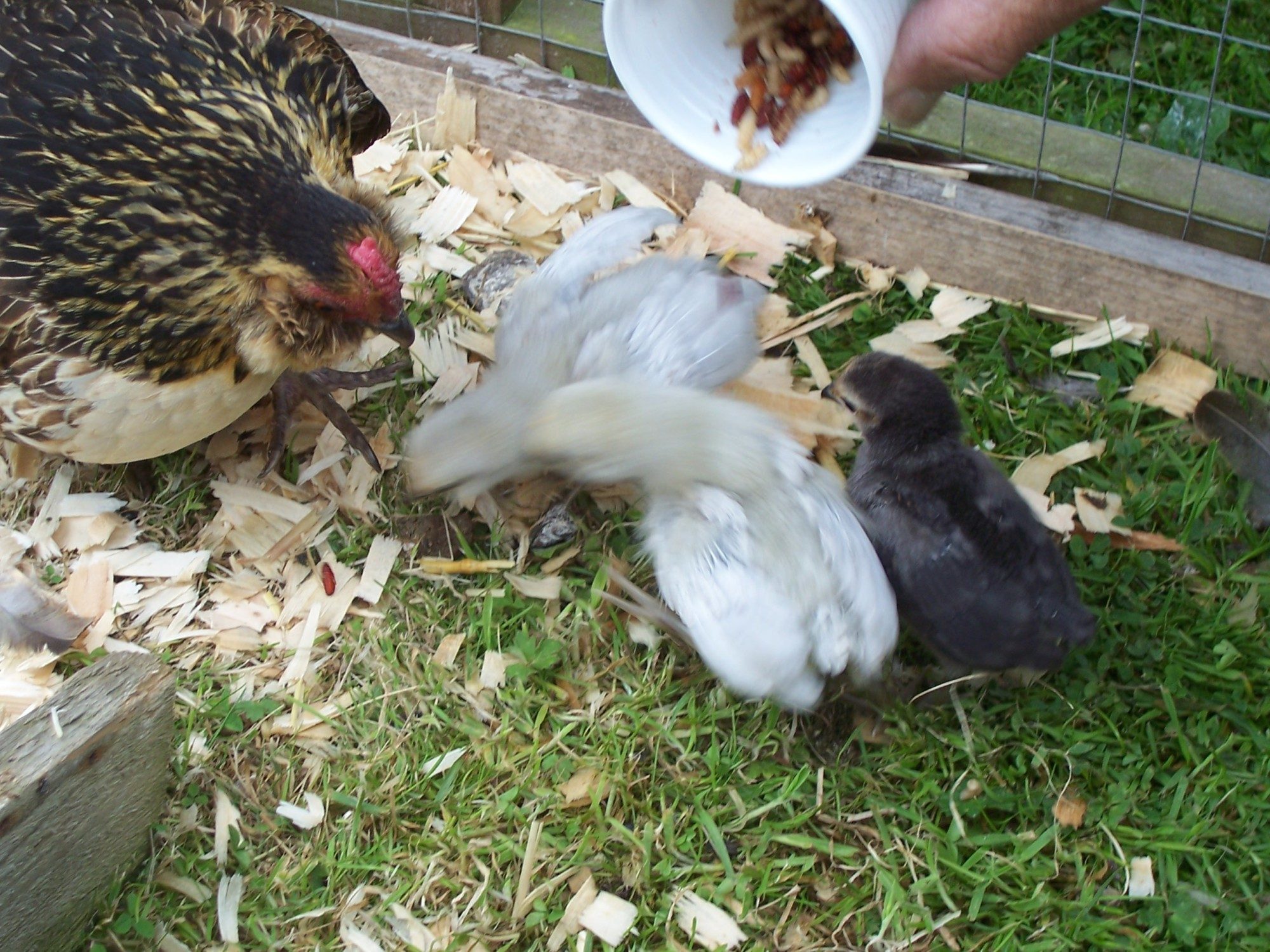 Barbu D Anvers  and chicks