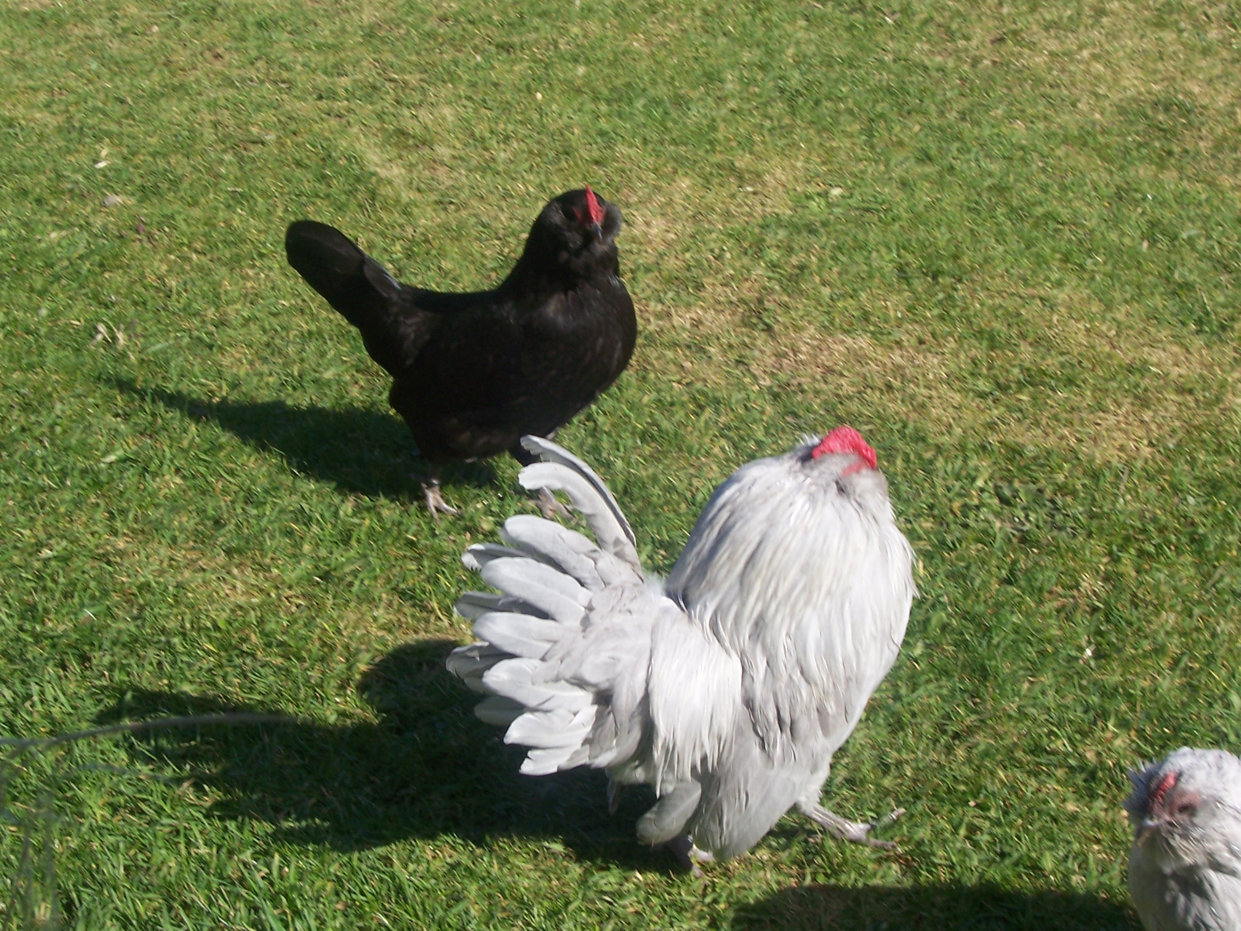 Barbu D Anvers cock and hen