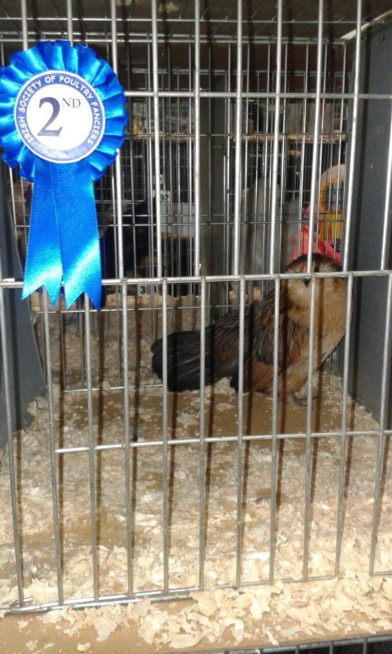Barbu danver at the ispf Young bird show 2015
Ispf(Irish society poultry fanciers)
