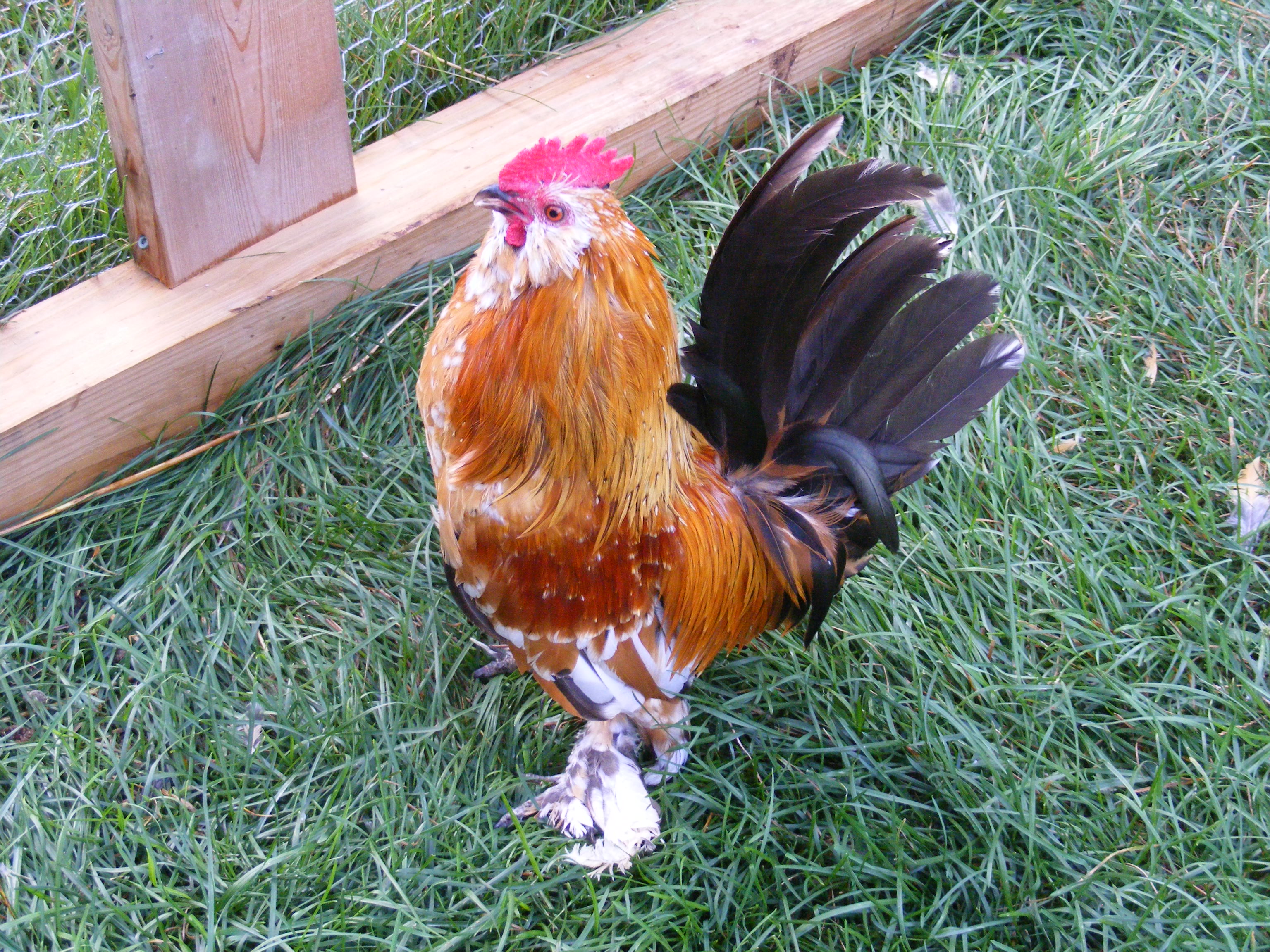Barbu D'Uccle rooster for sale