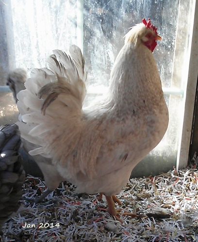 Barbu - Shiro x TwoBlu

Nice dual purpose sized rooster; khaki barred??  Could be a dilute buff with strange ghost "barring"