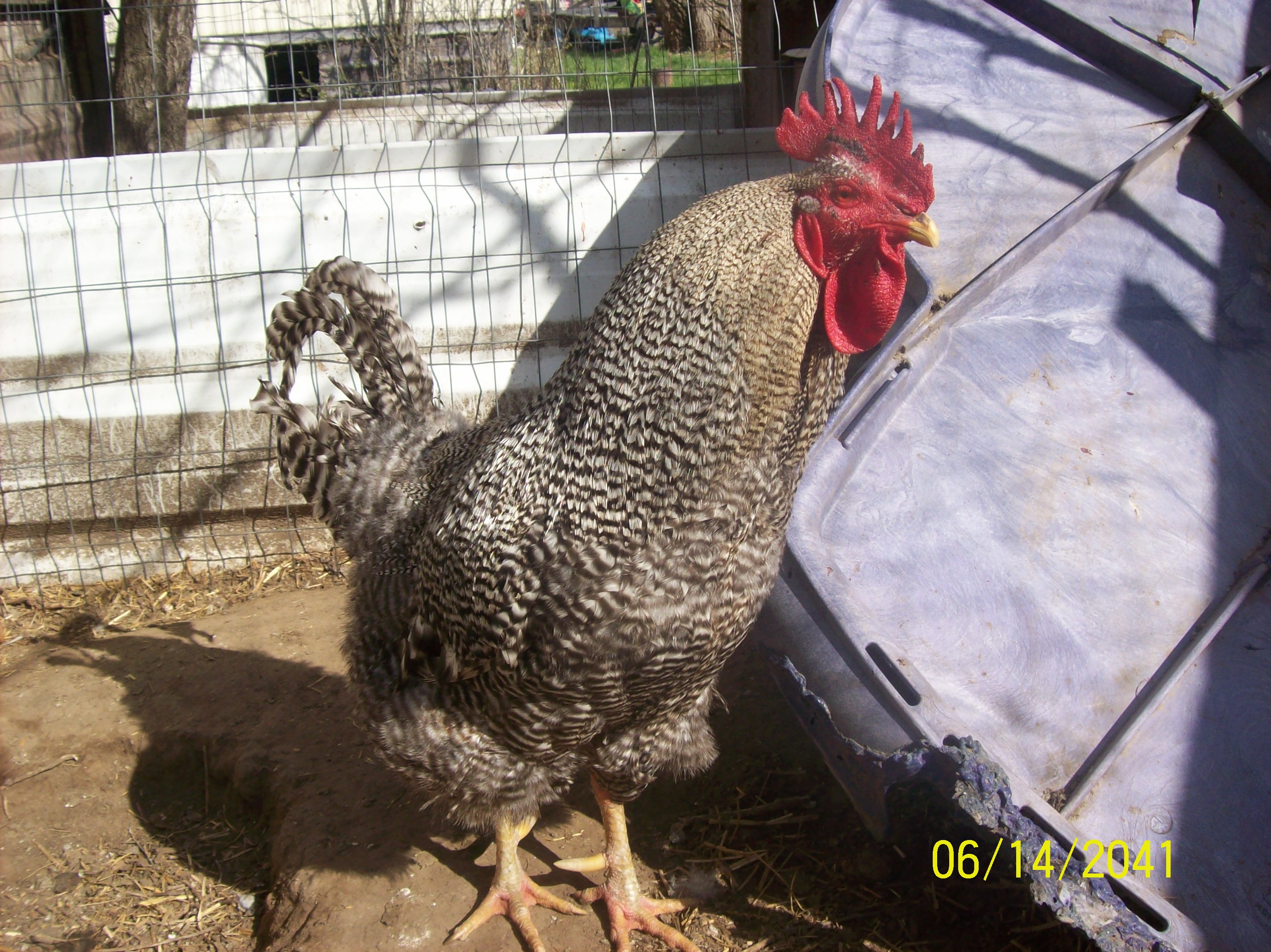 Bared Rock rooster 12 months old
