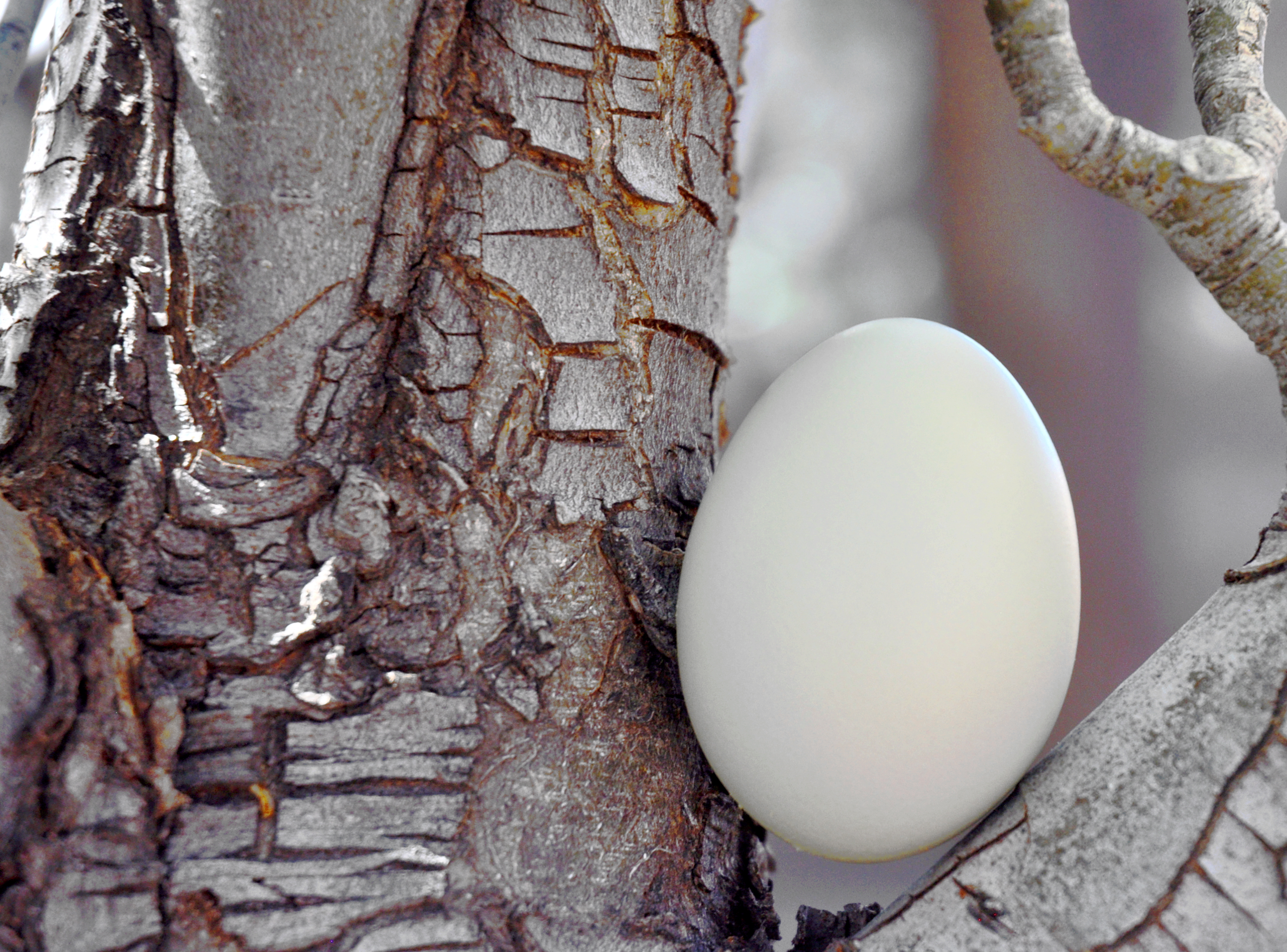 Bark Egg