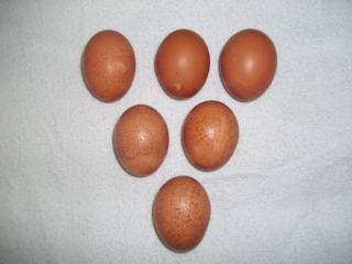 Barnevelder eggs