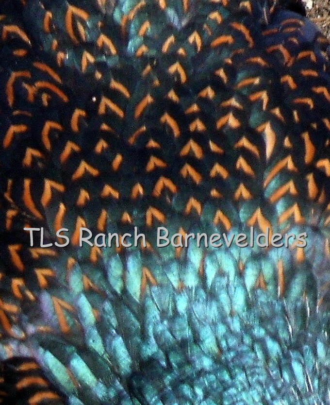 Barnevelder hen lacing pattern