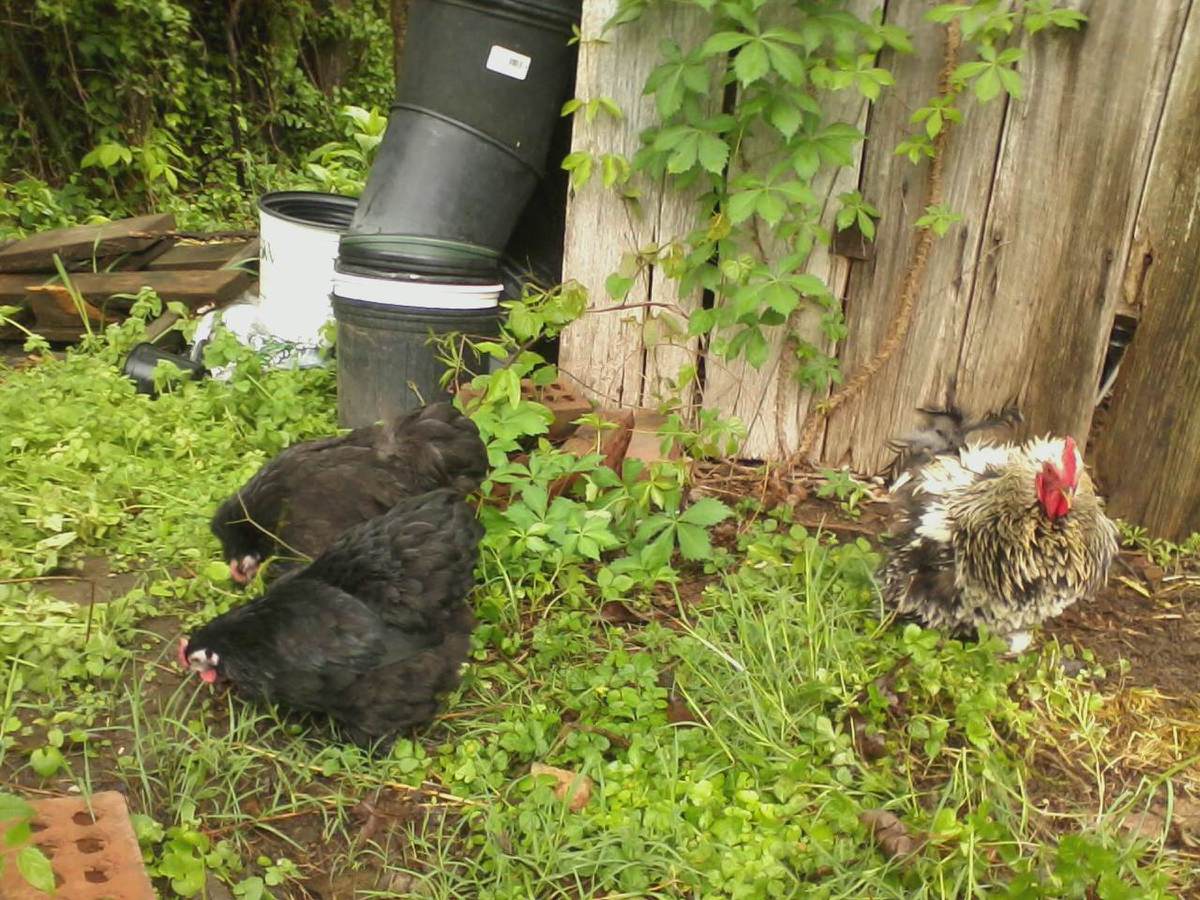 Barney, Lily & Robin
