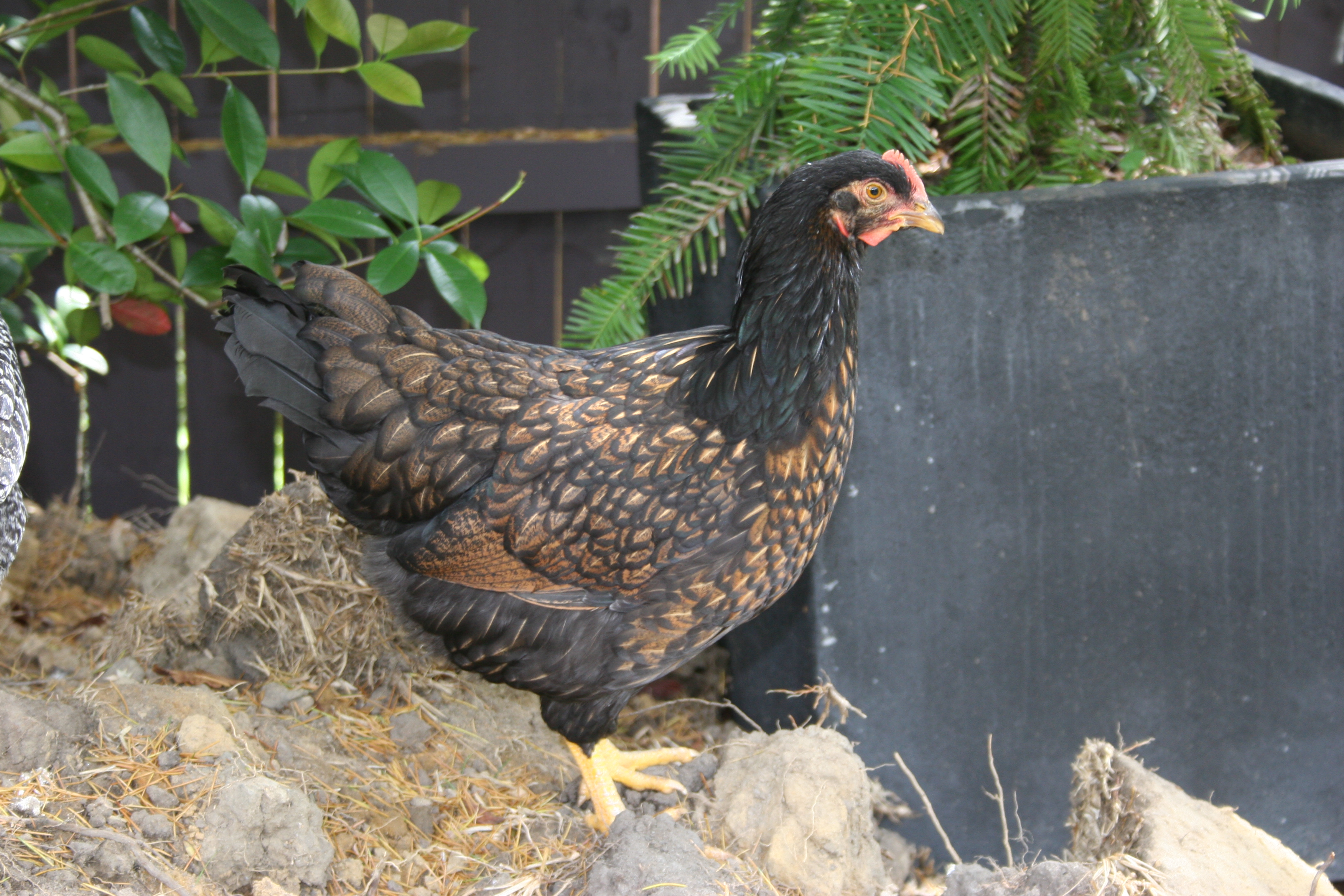 Barnie the Barnevelder 21 weeks old