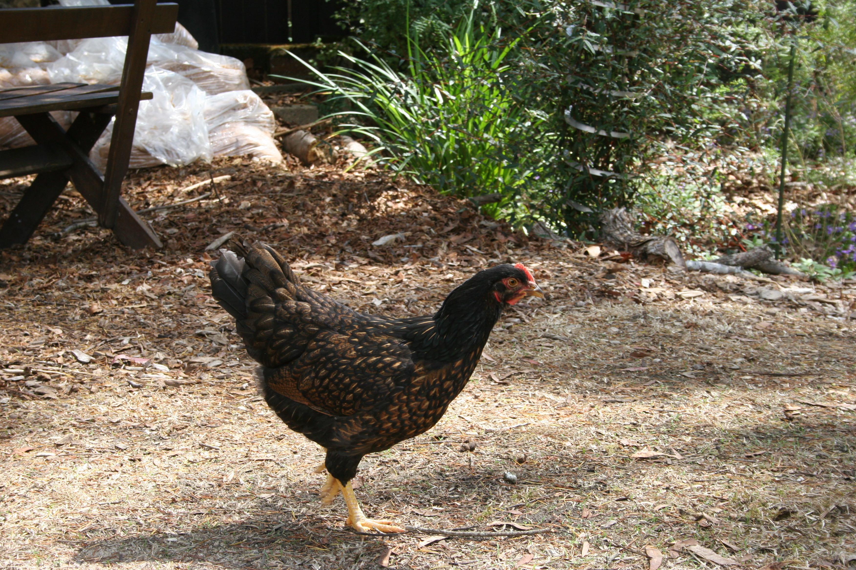 Barnie the Barnevelder 21 weeks old