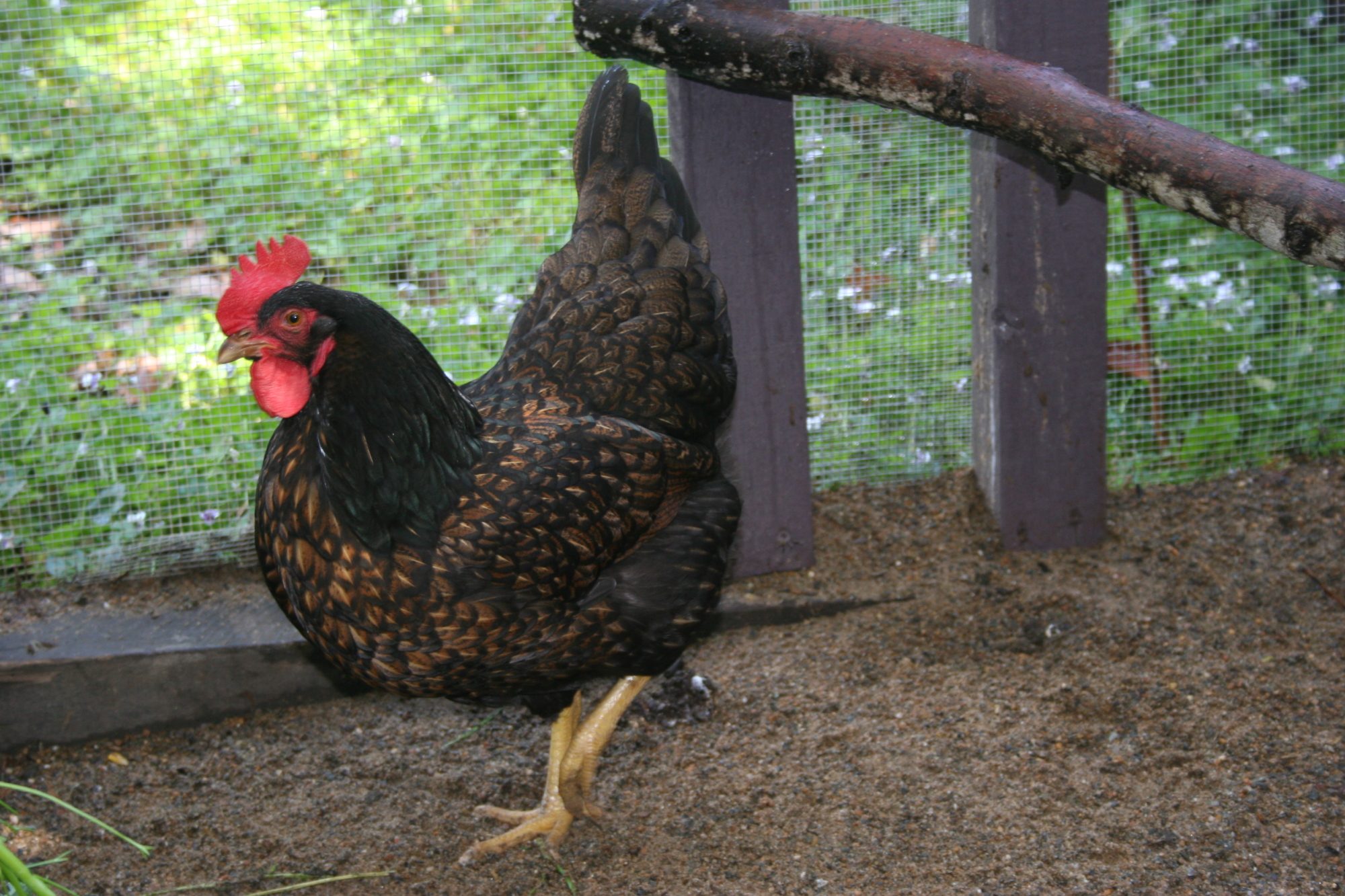 Barnie the Barnevelder