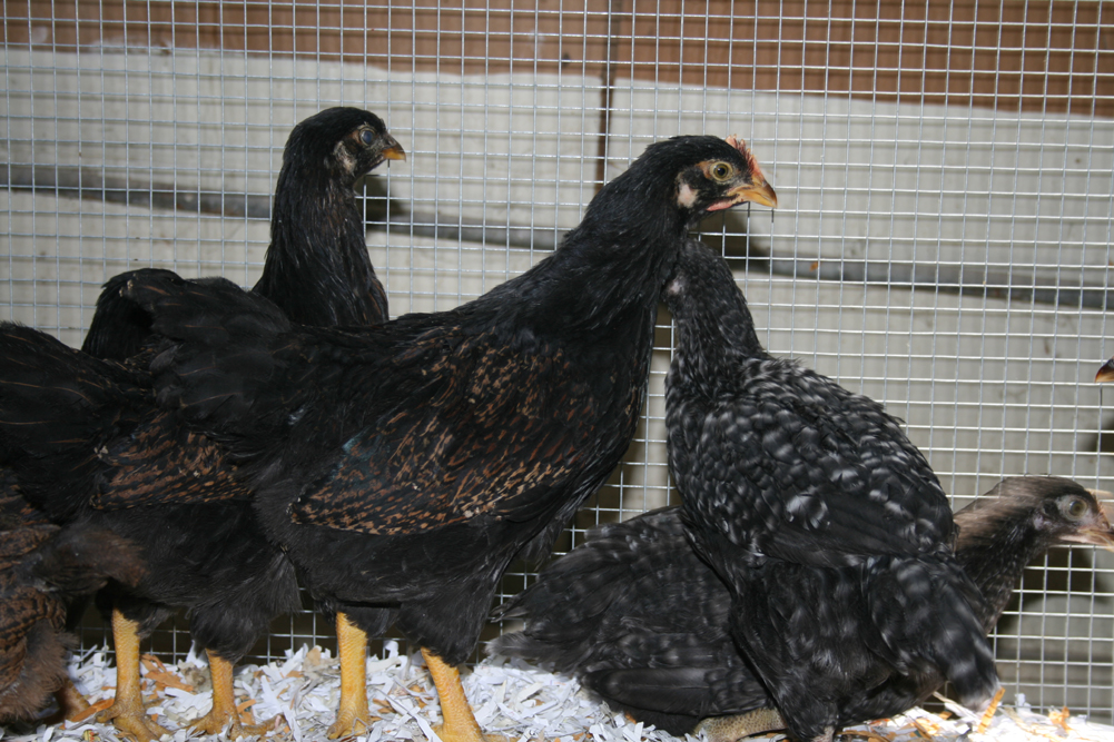 Barnvelder Cockerel (Center, 8 weeks )