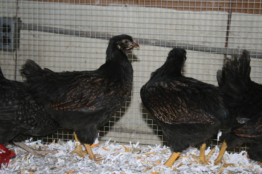 Barnvelder Hens (8 weeks)