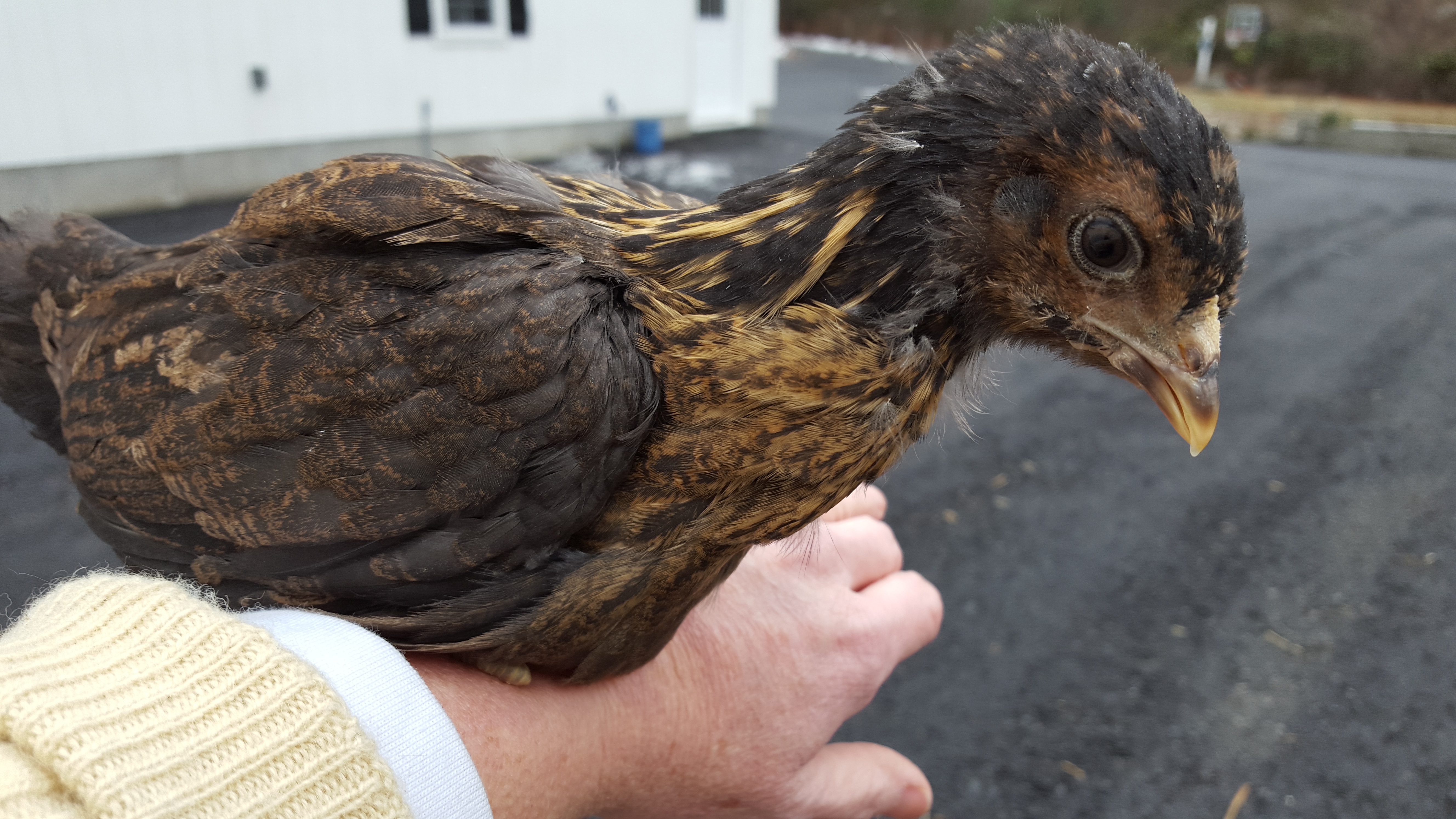 Barnvelder Pullet (?) at 5 weeks