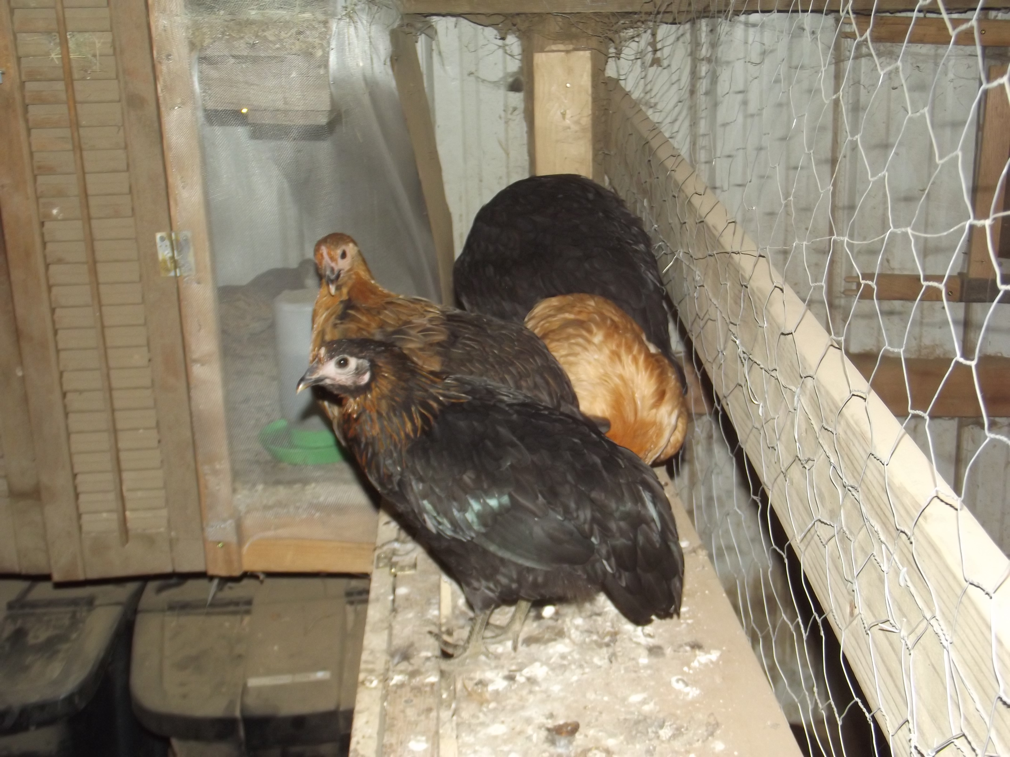 Barnyard mix Pullets