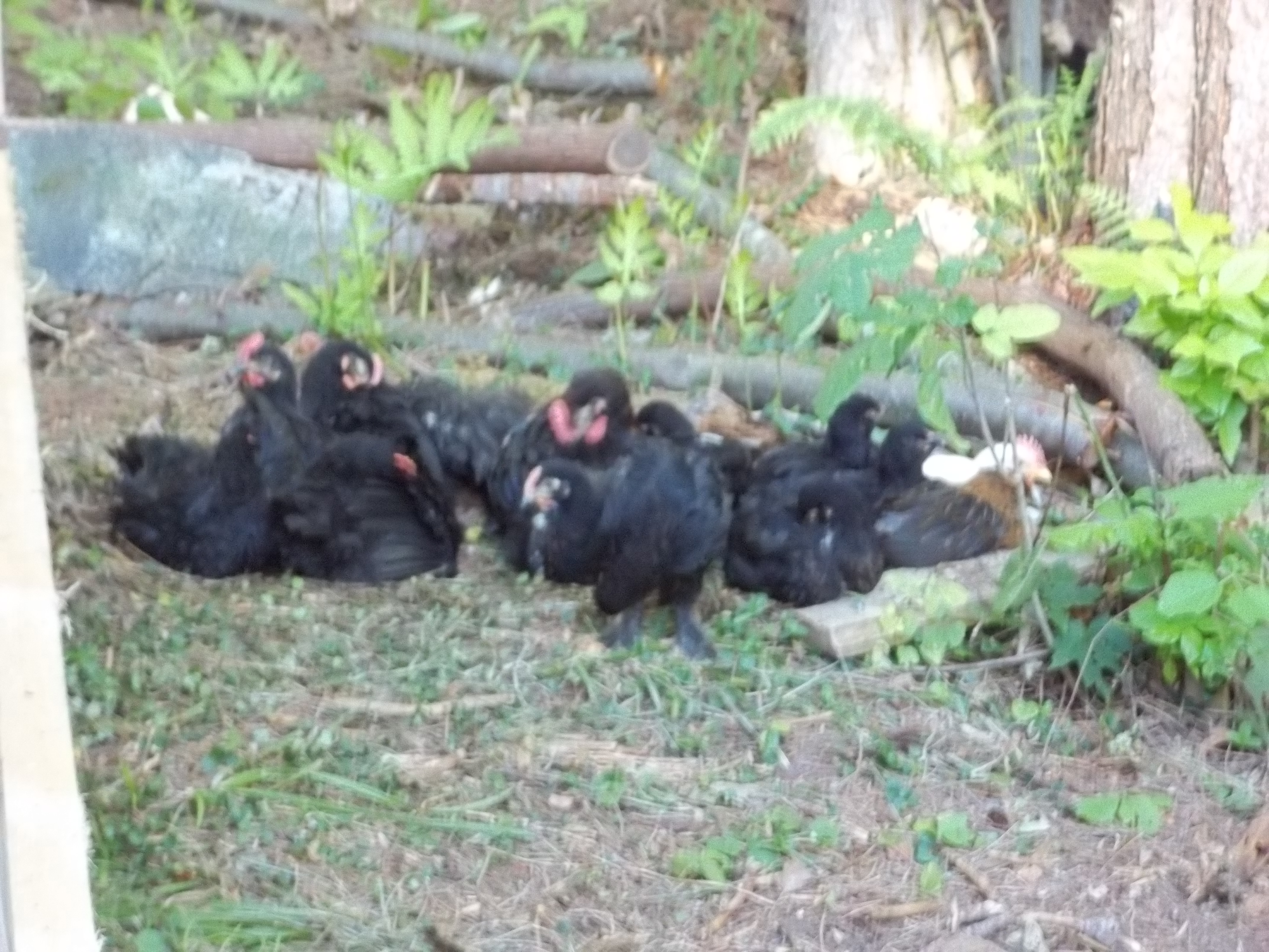barnyard mutts