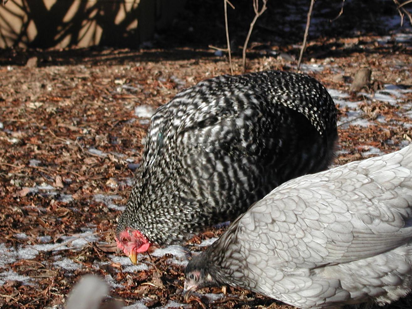 Barred araucana3.jpg