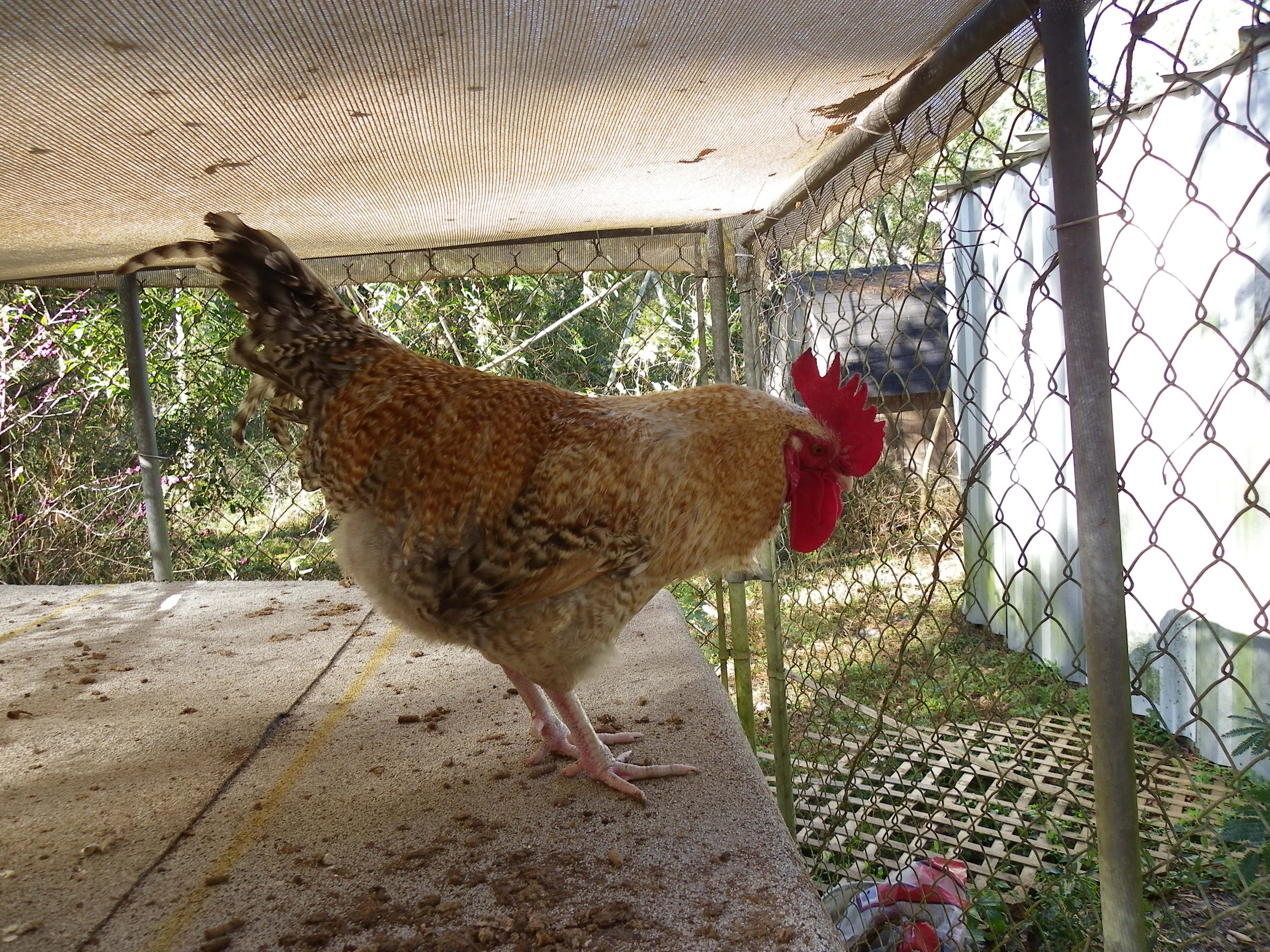 Barred Black Tailed Buff named Cuckoo Baby.  He is too light of color and does not have feathered shanks. When I first got him, I thought he was a light golden cuckoo but later learned he was a barred BTB.  He is a crazy character that gets into every kind of trouble and predicament imaginable. If I could only keep one Roo, he would be it.  I think he is beautiful and he is one of my prettiest roosters.