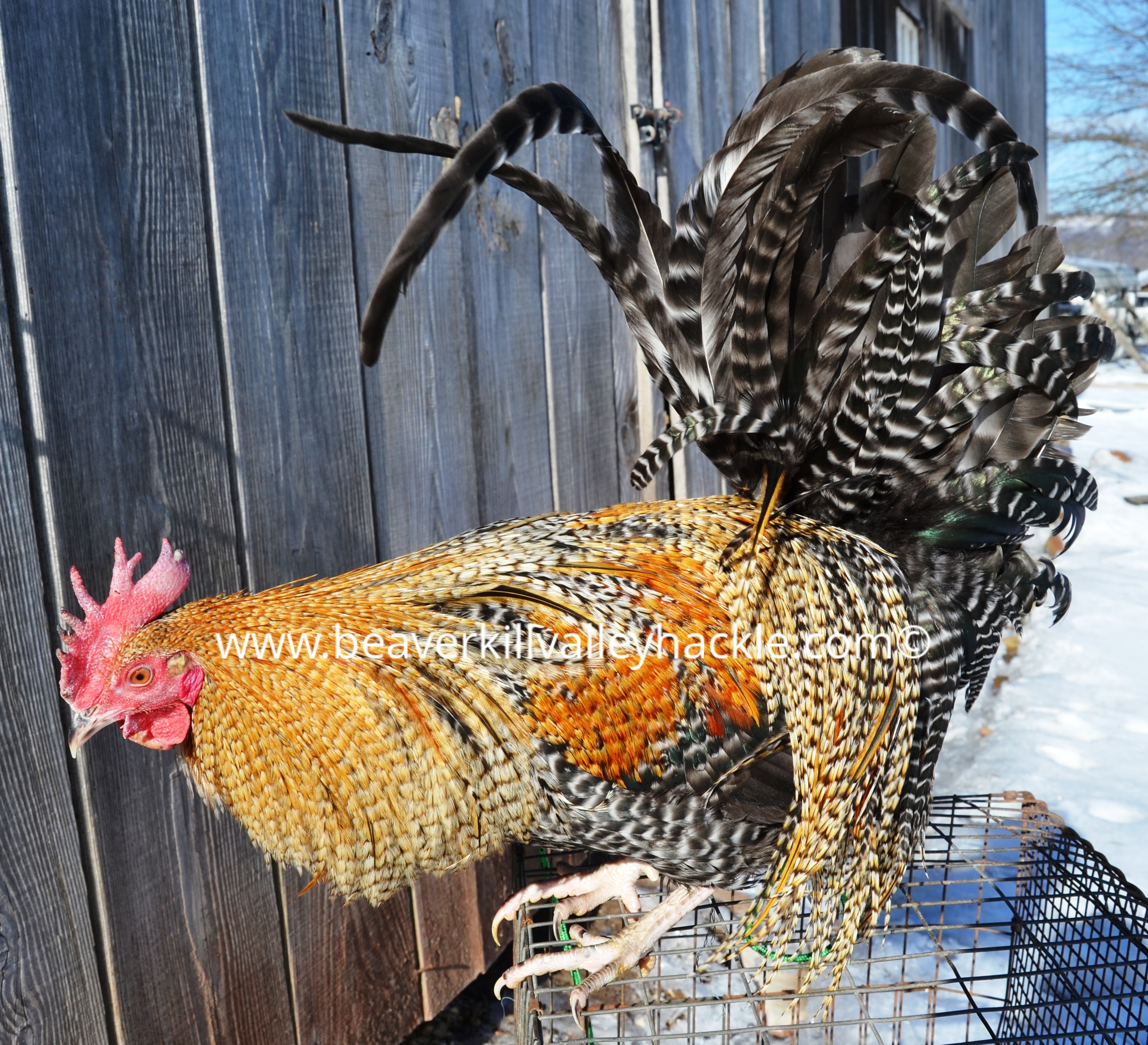 Barred Ginger / Cree Hackle Bird - Bred and owned by Ken Tutalo, Beaverkill Valley Hackle.
This cockerel was 7.5 months old at the time of this photo.

This particular bird has some cree in both the cape and saddle

Cree is a pattern that is prized by Fly Tyers. Cree is a repeating pattern of Black, Brown / Ginger and white on the same feather. Birds that have this pattern on every feather are extremely rare.