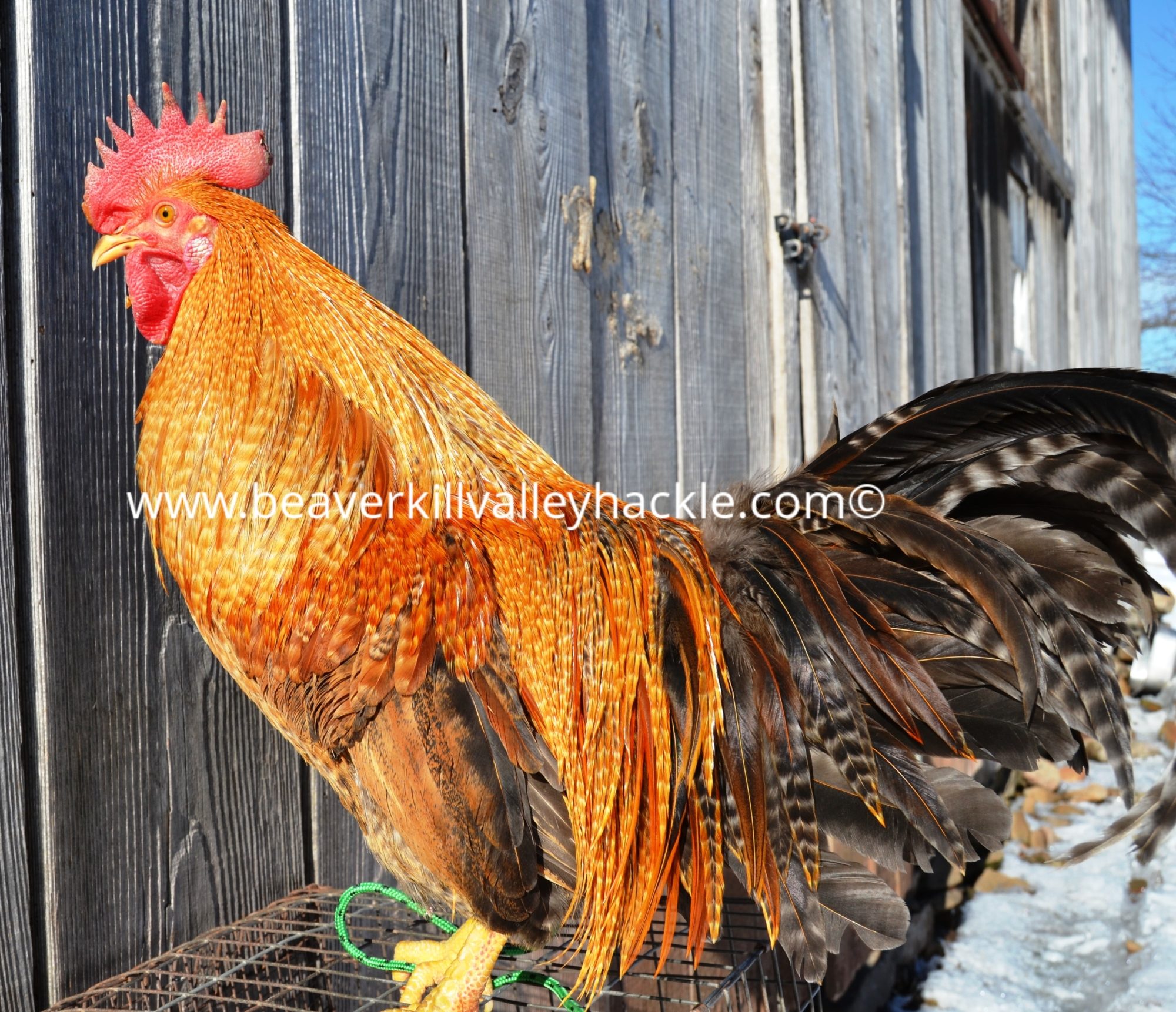 Barred Ginger Hackle Bird - Bred and owned by Ken Tutalo, Beaverkill Valley Hackle.
This cockerel was 7.5 months old at the time of this photo.

This particular bird has really deep color