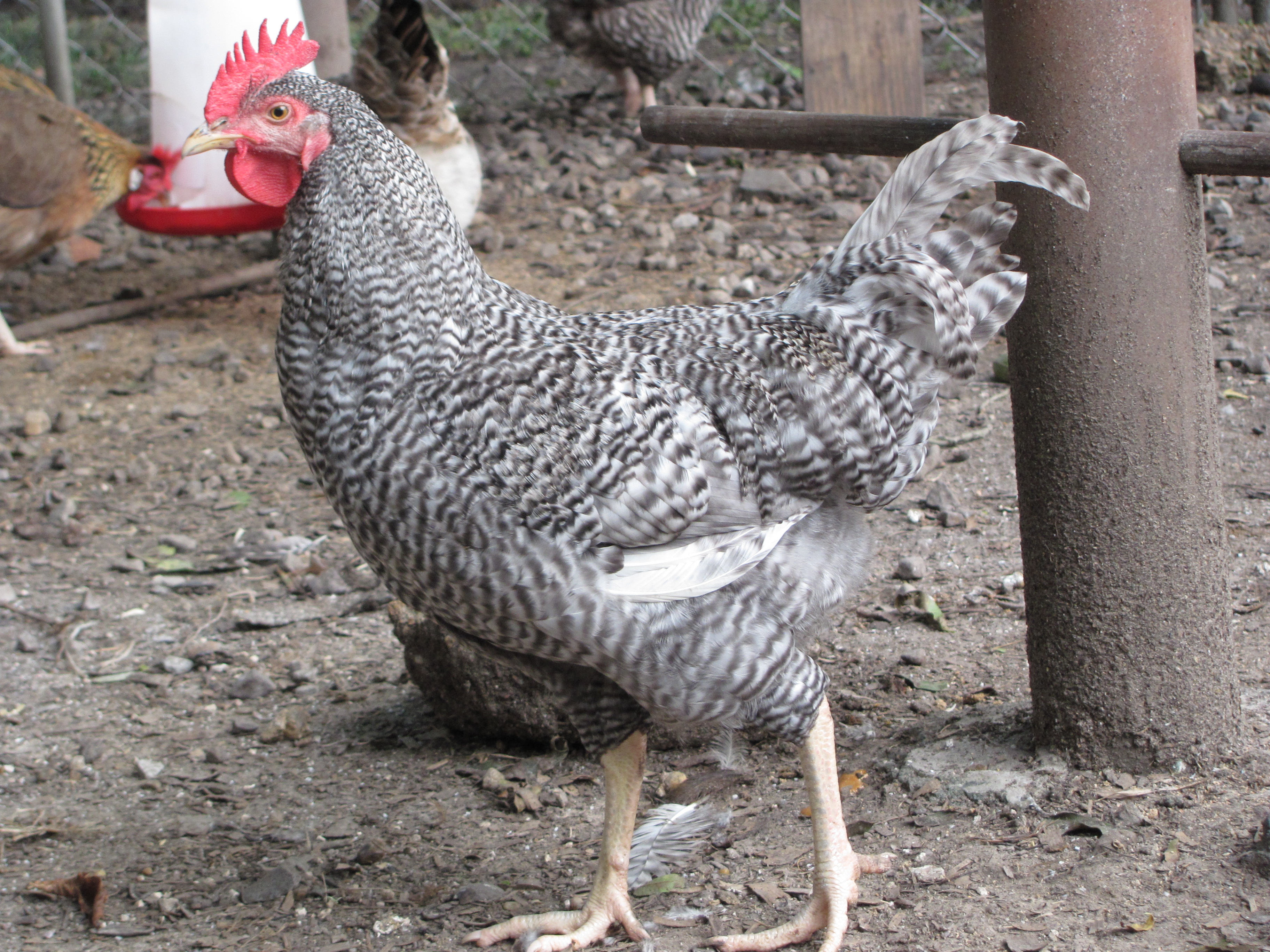 Barred Holland Roo 1 as Teenager