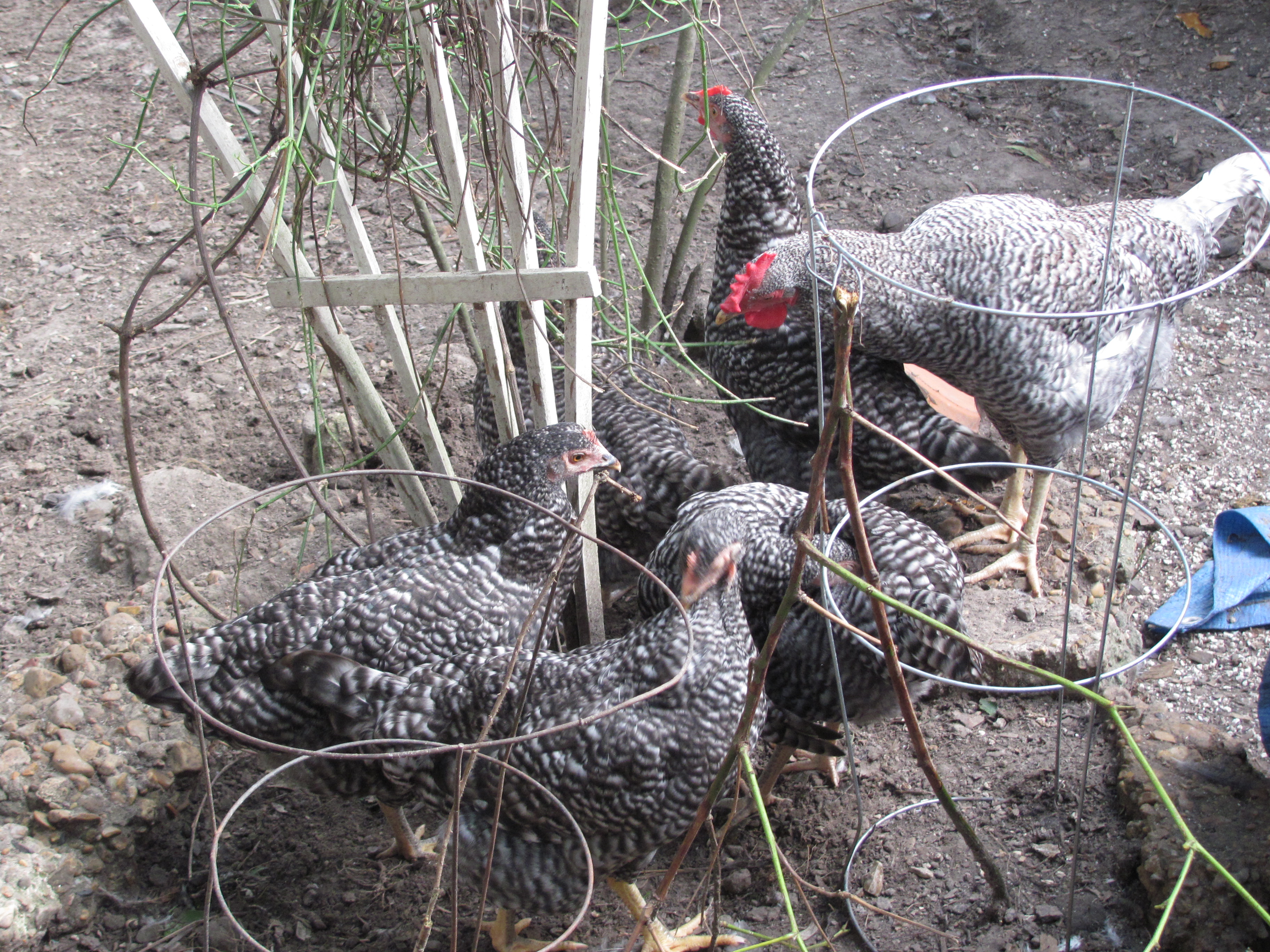 Barred Holland Roo 2 with the girls