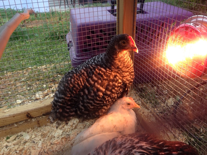 Barred Plymouth Rock and White Leghorn and partial pic of Silver Wyandotte