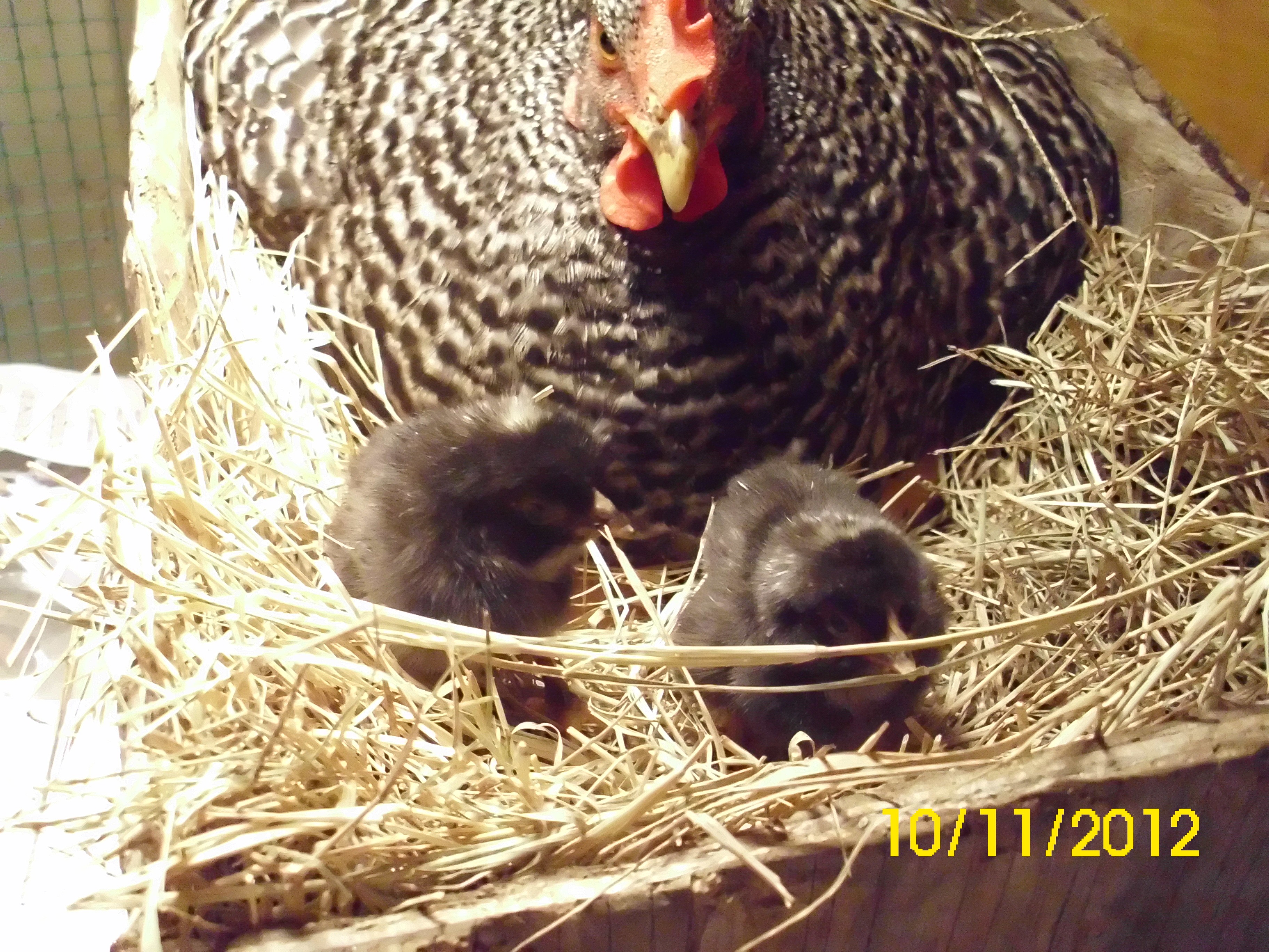 Barred Plymouth Rock hatches 2 out of 6 eggs.