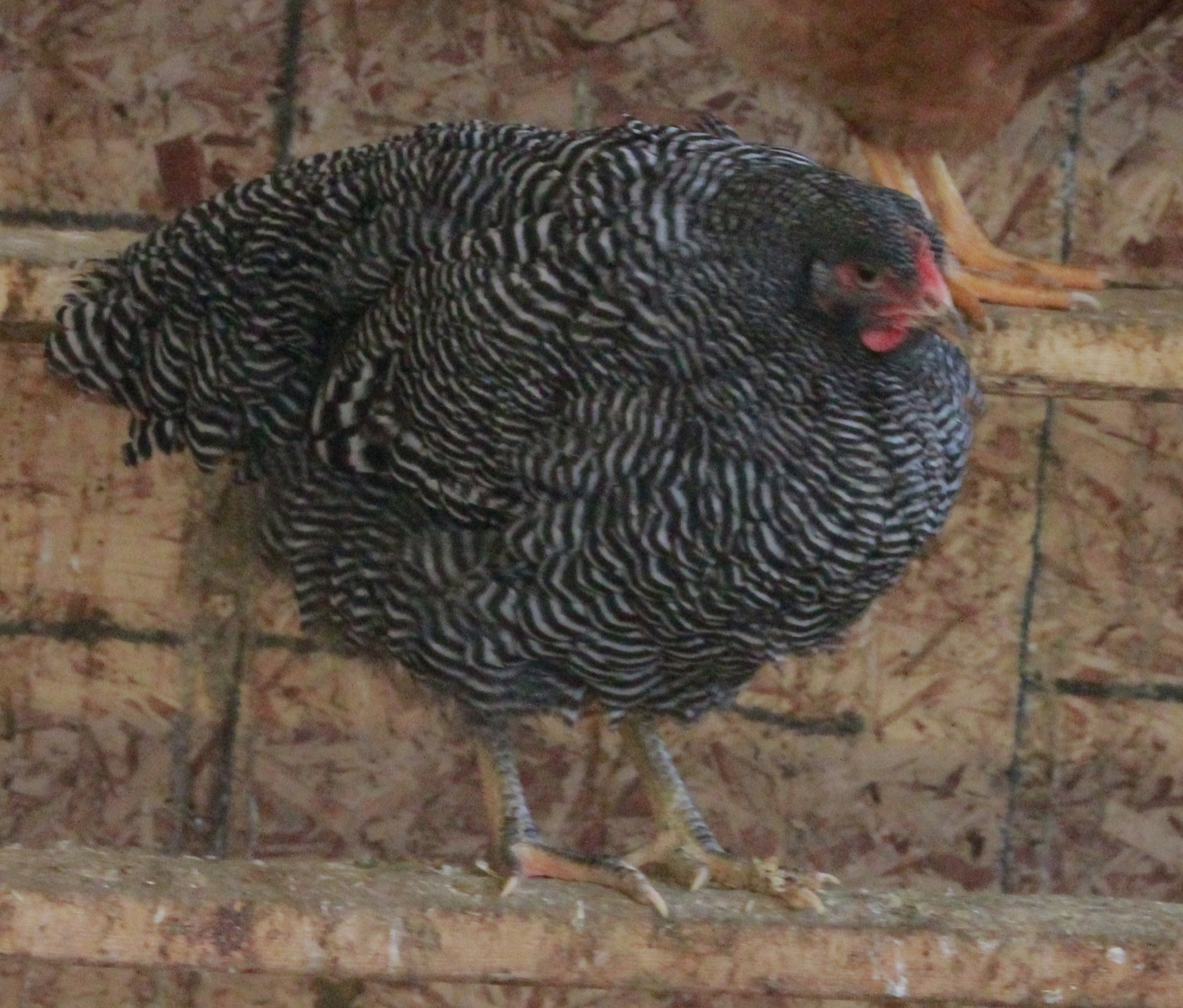 Barred Plymouth Rock pullet - 24 weeks