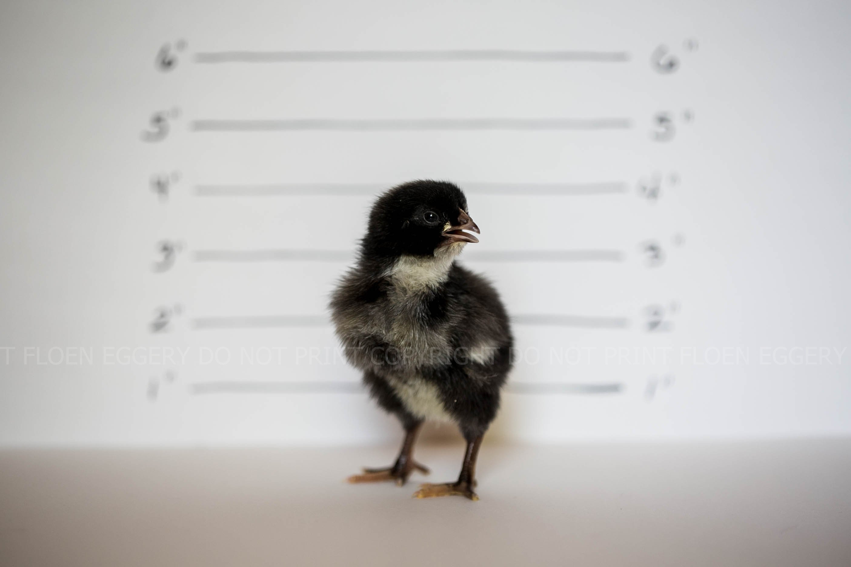 BARRED PLYMOUTH ROCK