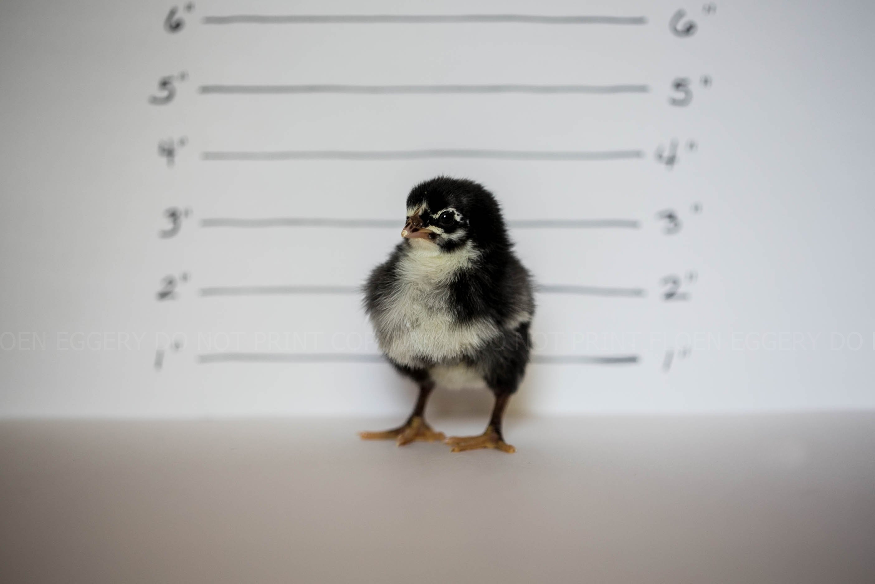 BARRED PLYMOUTH ROCK