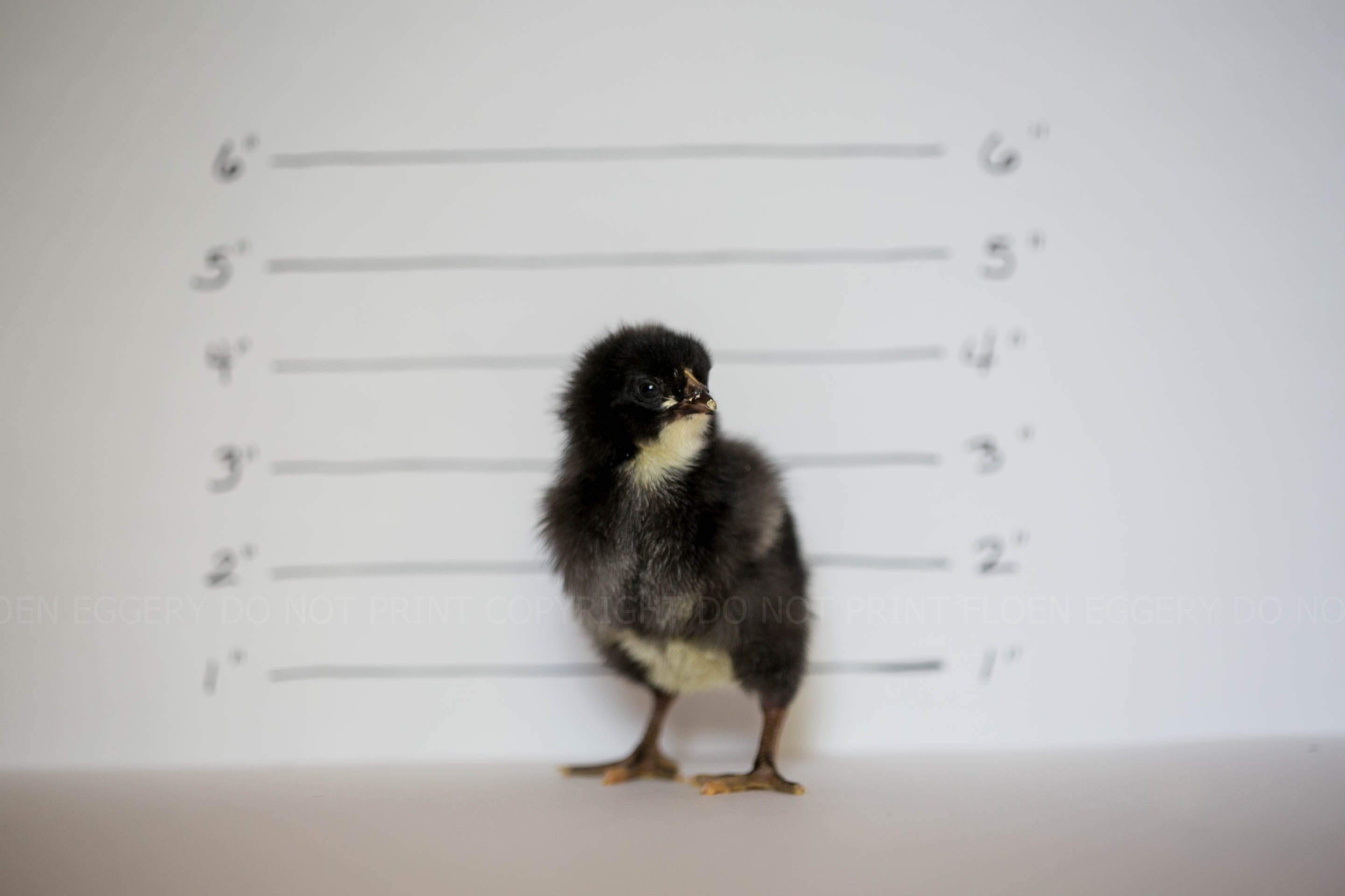 BARRED PLYMOUTH ROCK