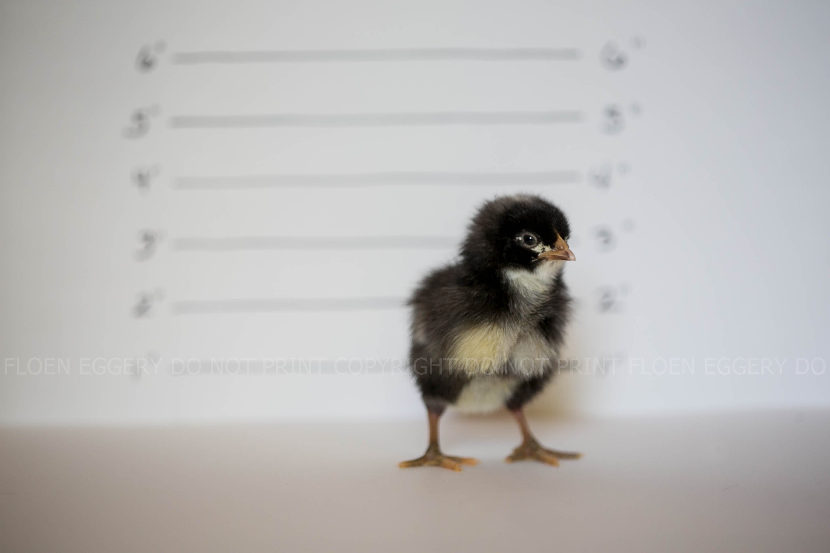 BARRED PLYMOUTH ROCK