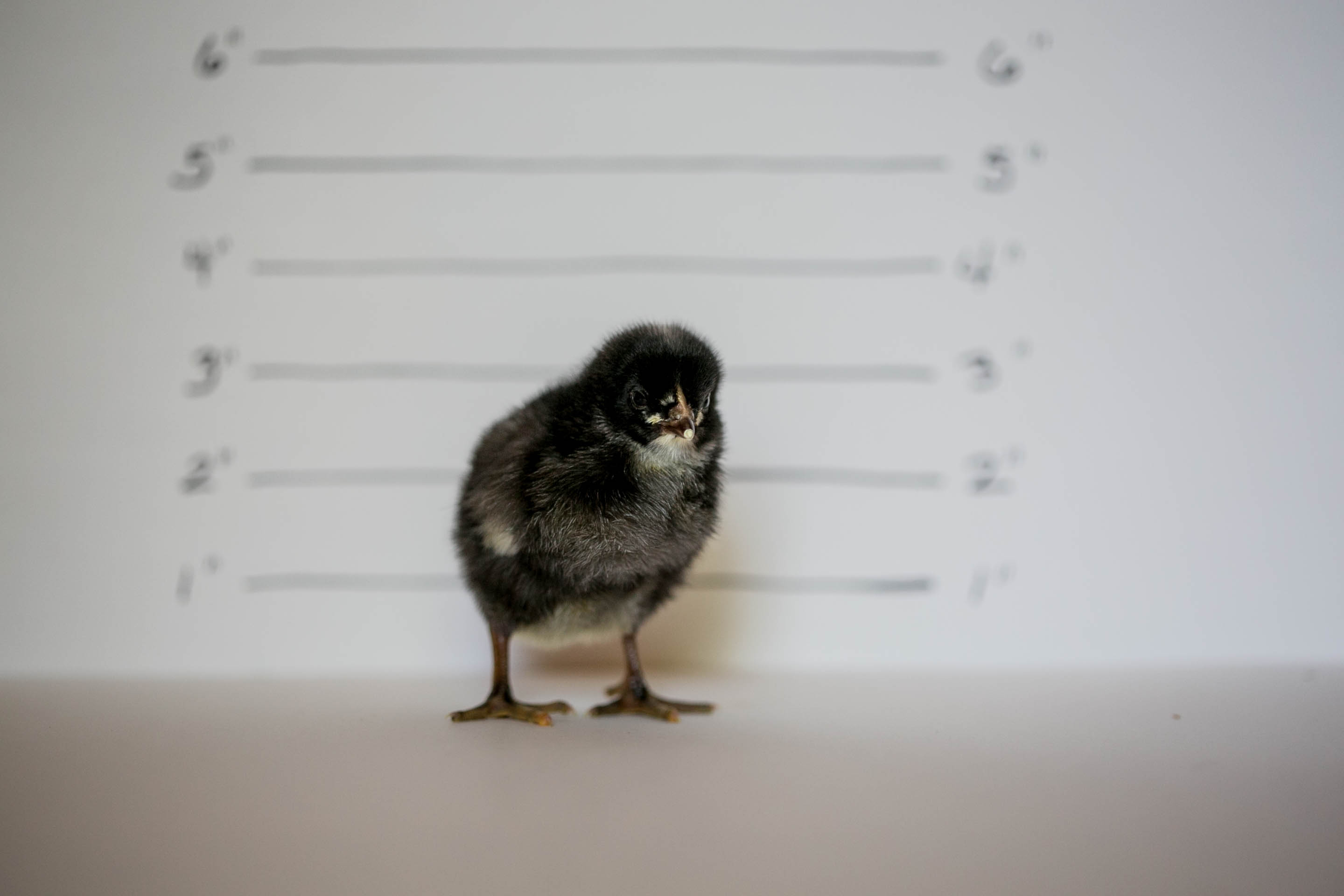 BARRED PLYMOUTH ROCK
